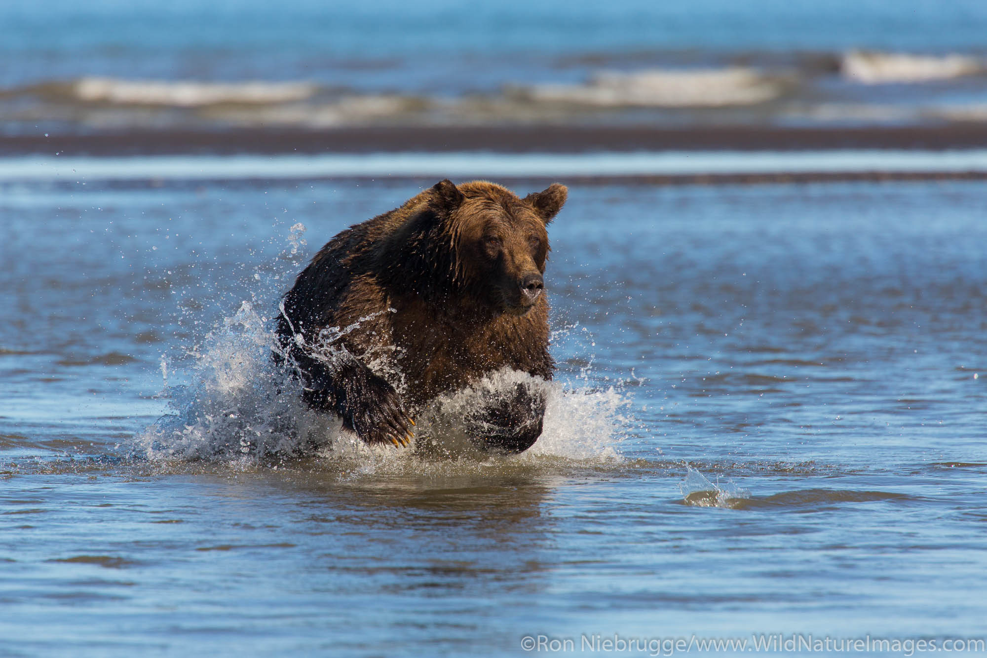Brown / Grizzly Bear, Lake Clark National Park, Alaska.