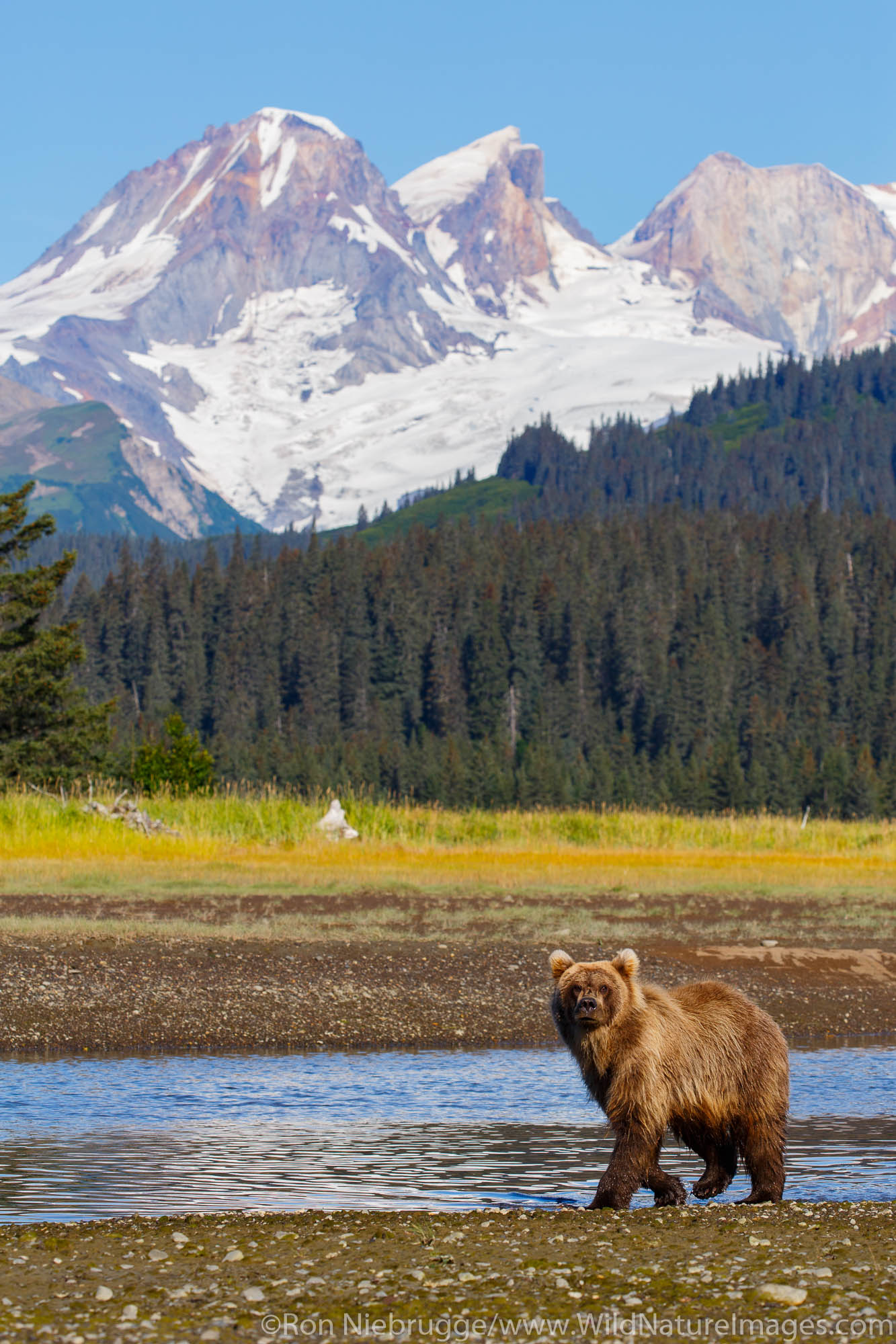 Brown / Grizzly Bear with Mount Iliamna volcano, Lake Clark National Park, Alaska.