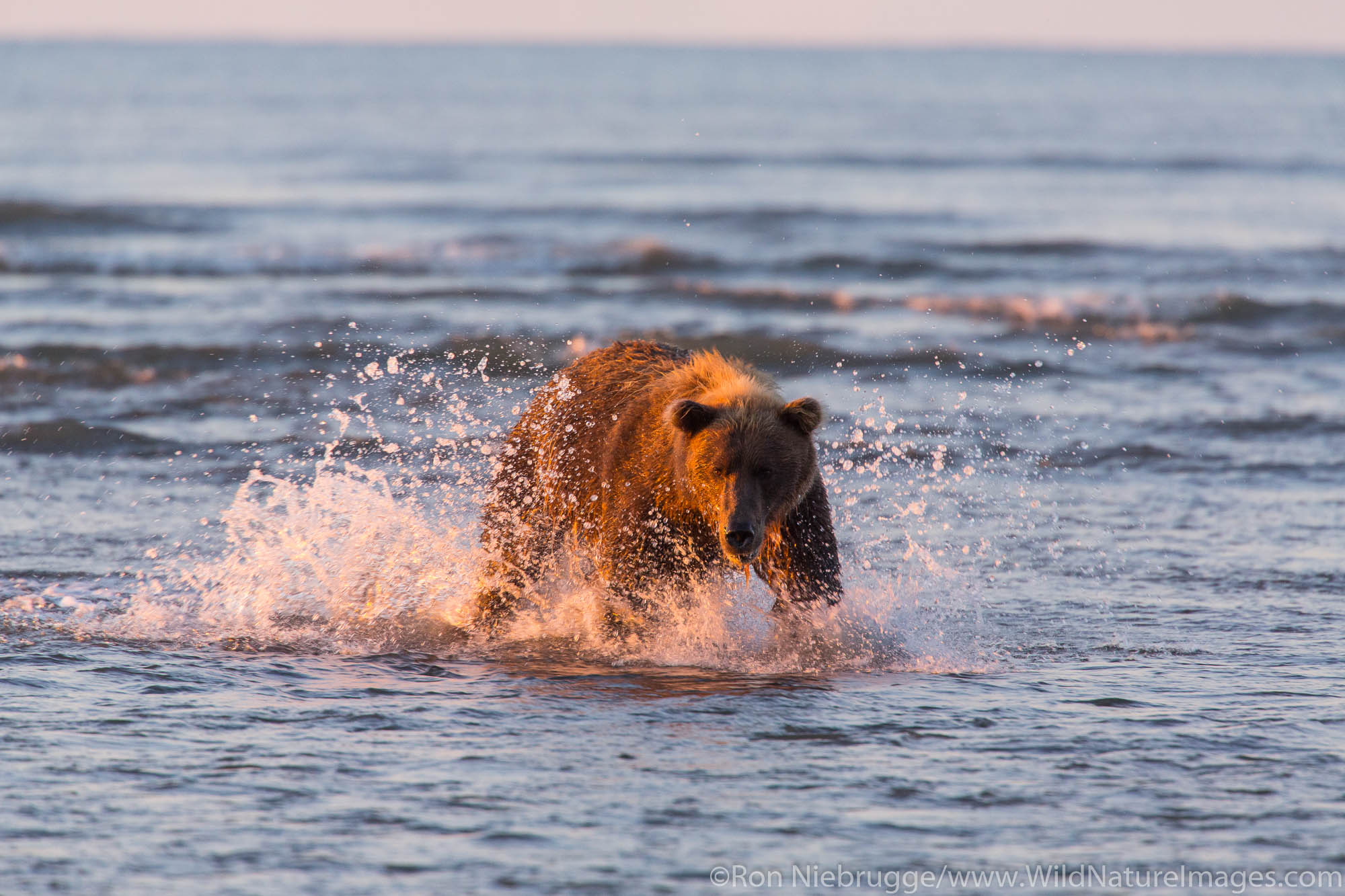 Brown / Grizzly Bear, Lake Clark National Park, Alaska.