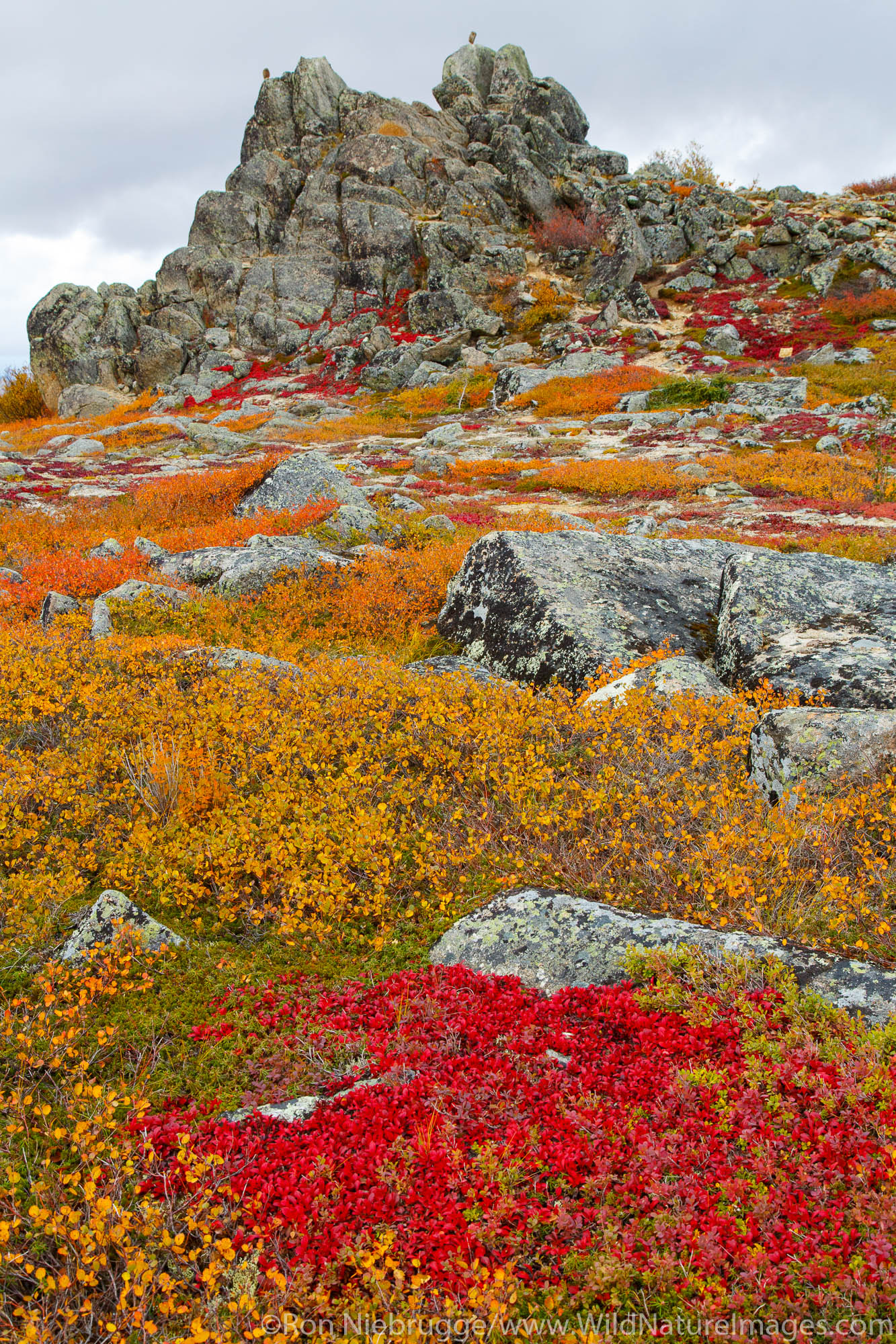 Autumn colors along the Dalton Highway Alaska.