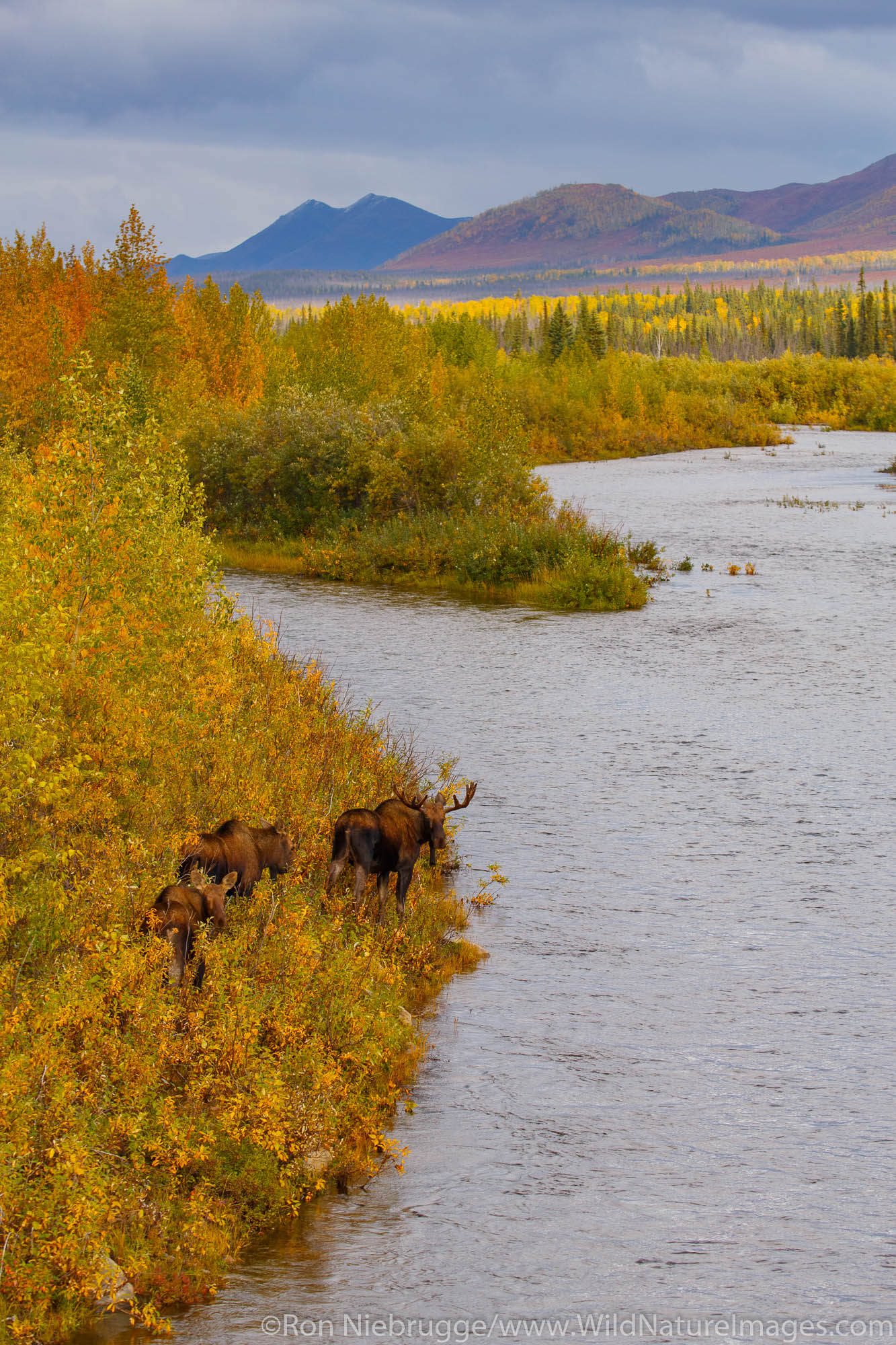 Moose in the autumn colors along the Dalton Highway, Alaska.