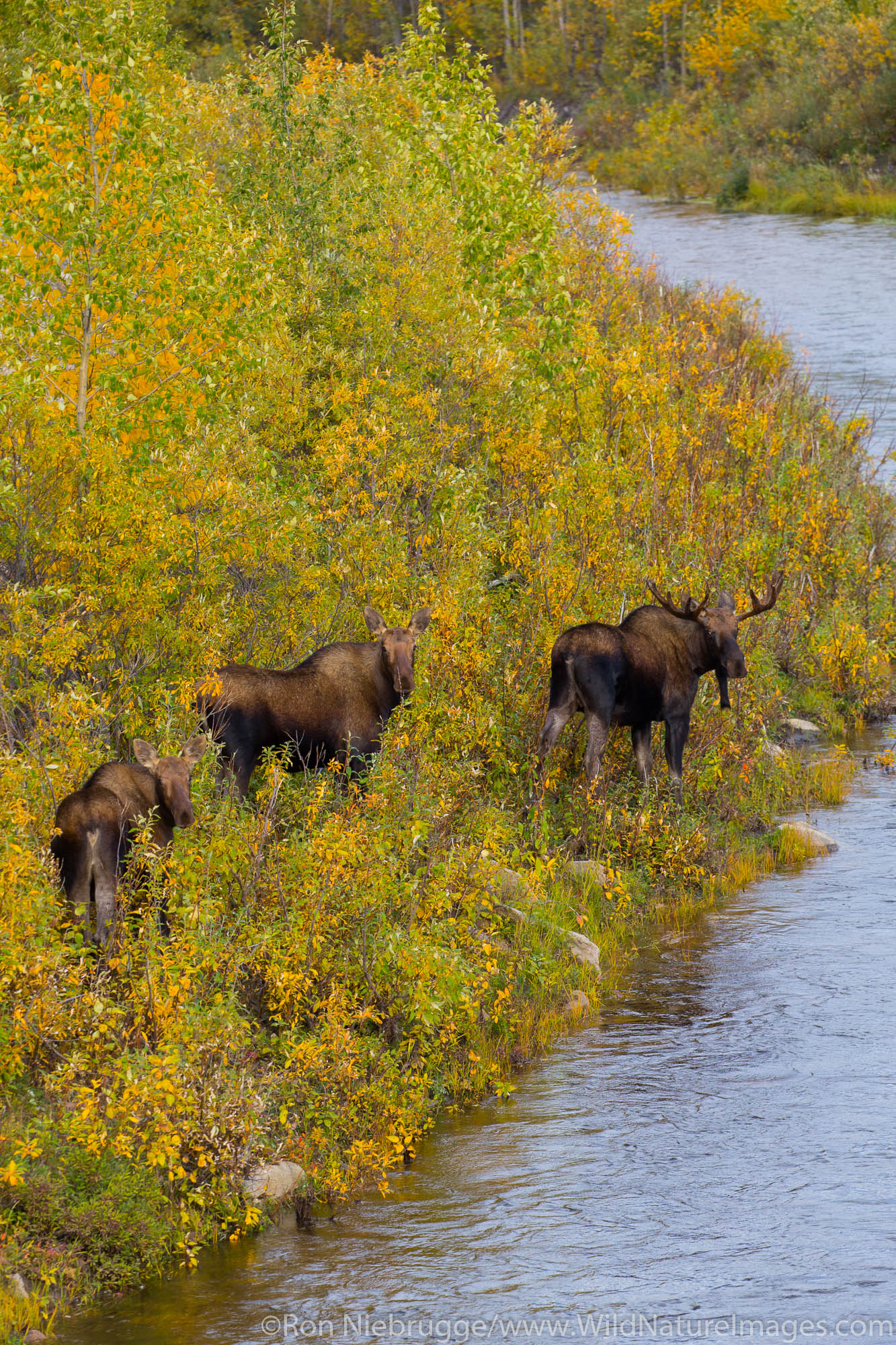 Moose in the autumn colors along the Dalton Highway Alaska.