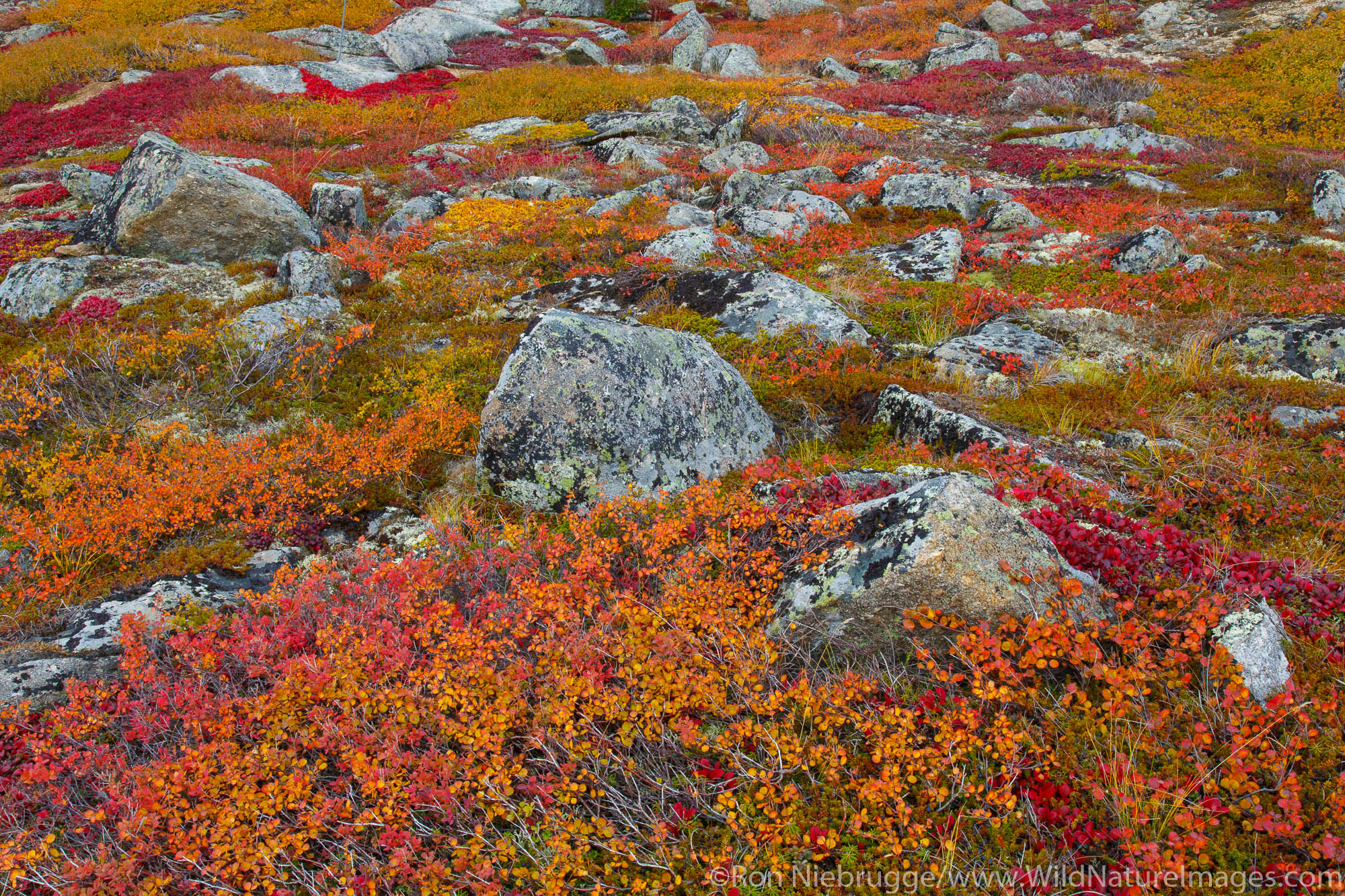 Autumn colors along the Dalton Highway, Alaska.