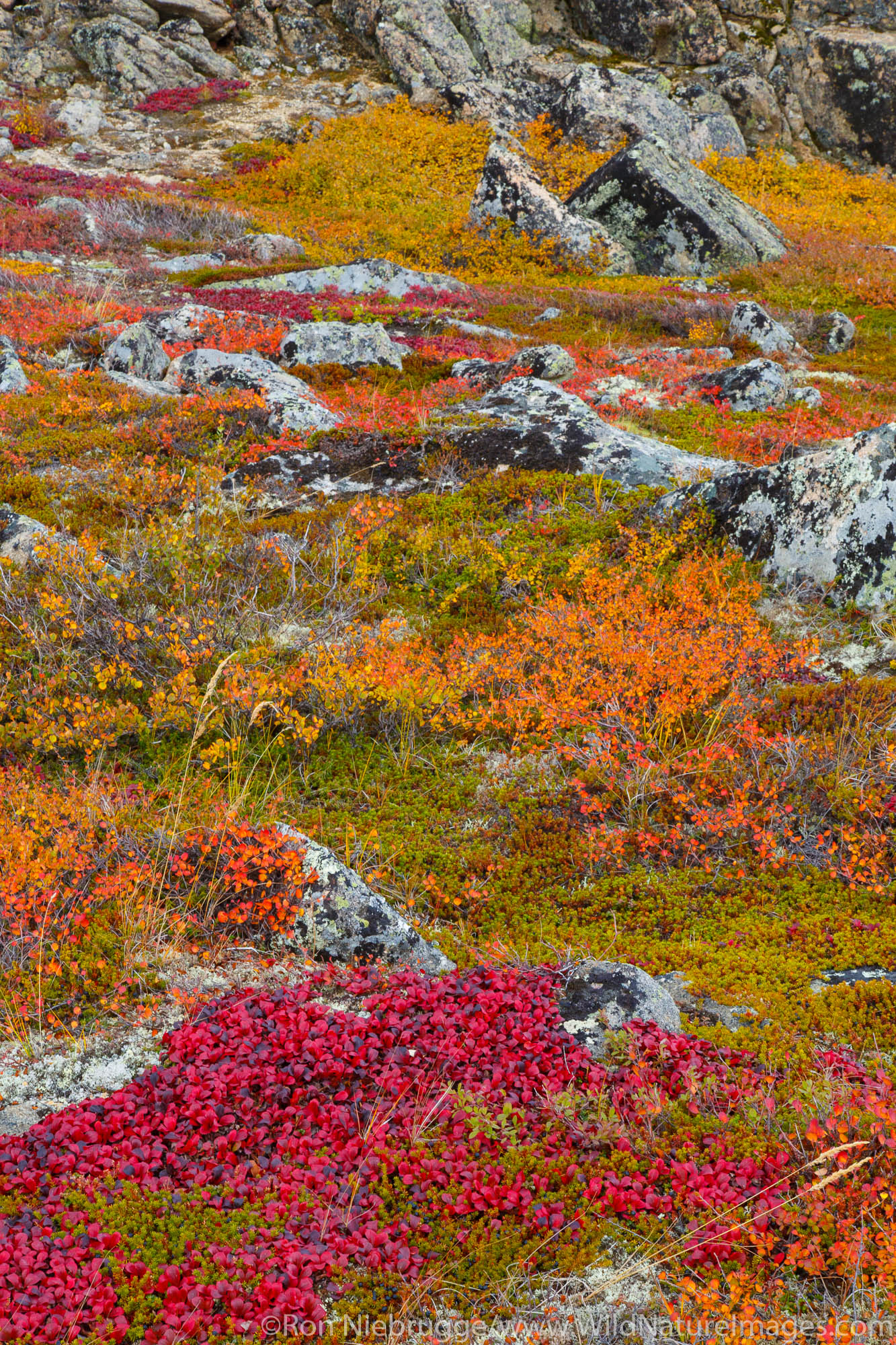 Autumn colors along the Dalton Highway Alaska.