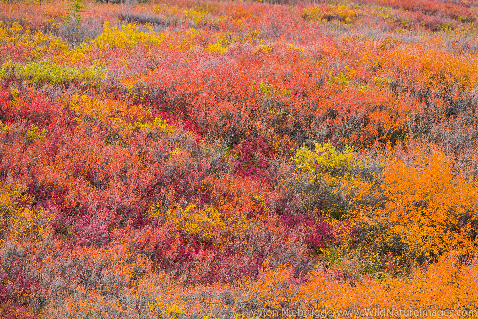 Autumn colors along the Dalton Highway, Alaska.