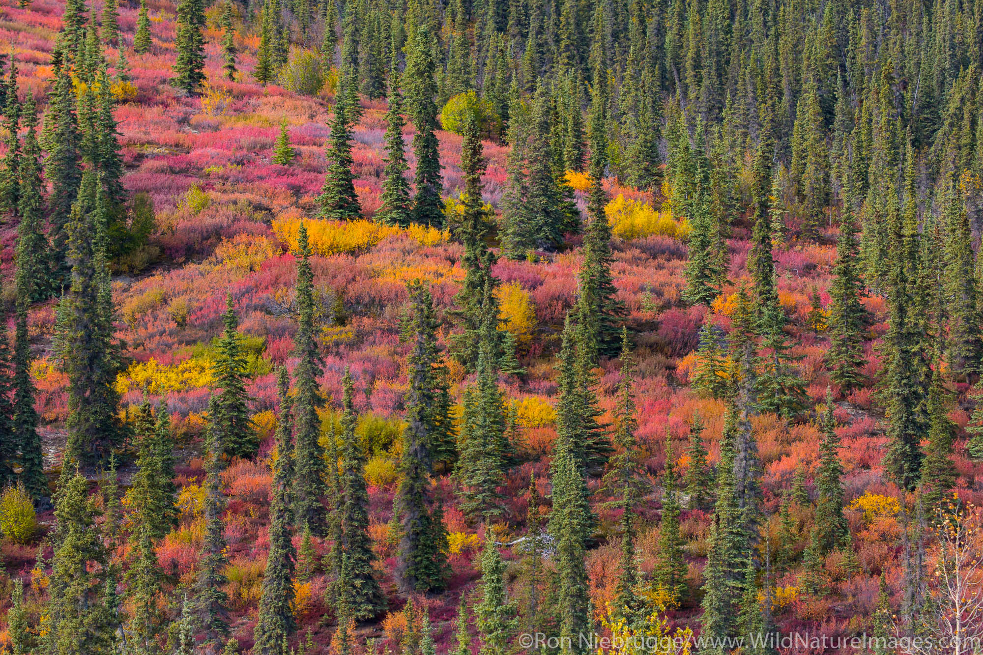 Autumn colors along the Dalton Highway Alaska.