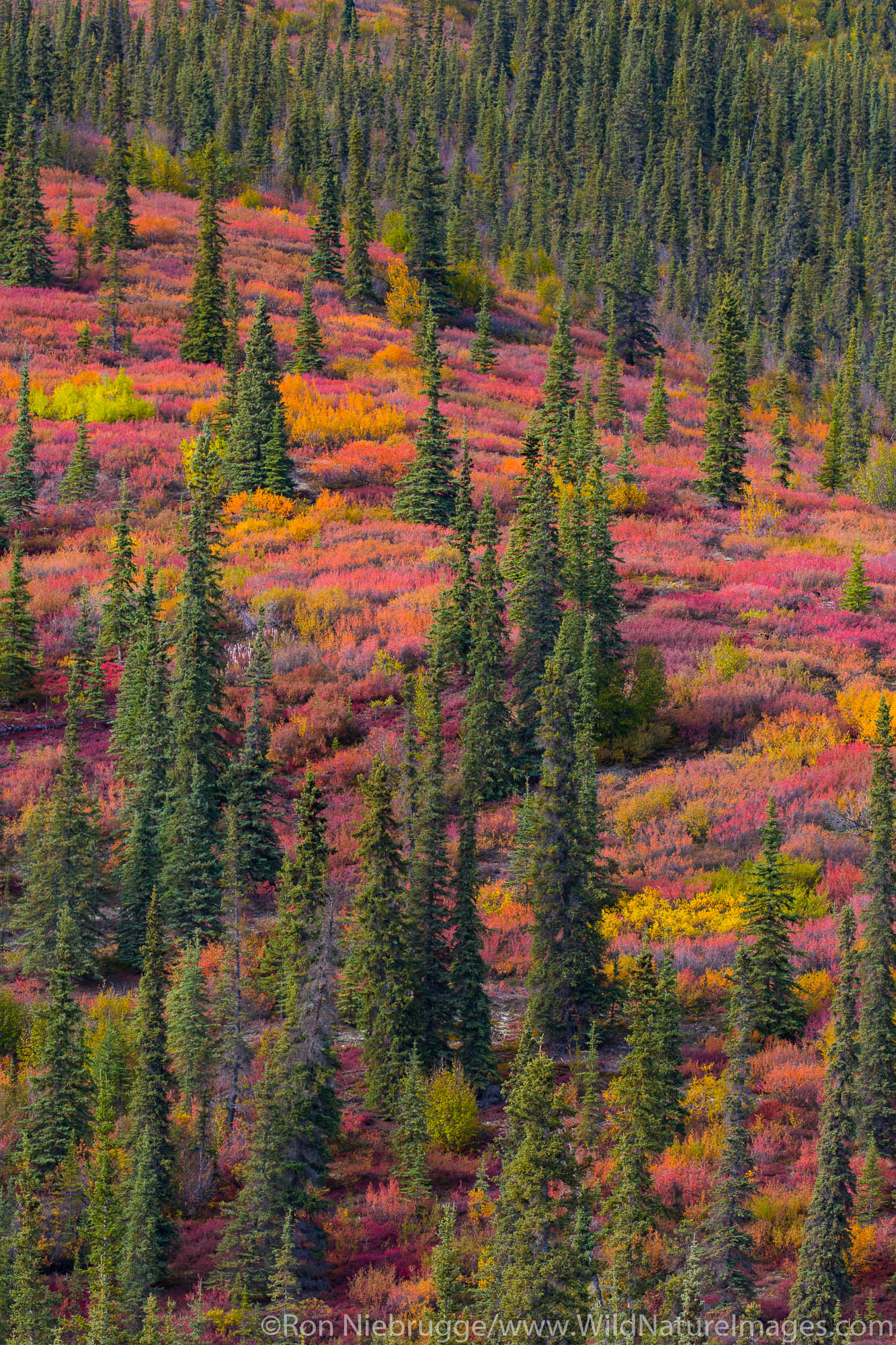 Autumn colors along the Dalton Highway, Alaska.