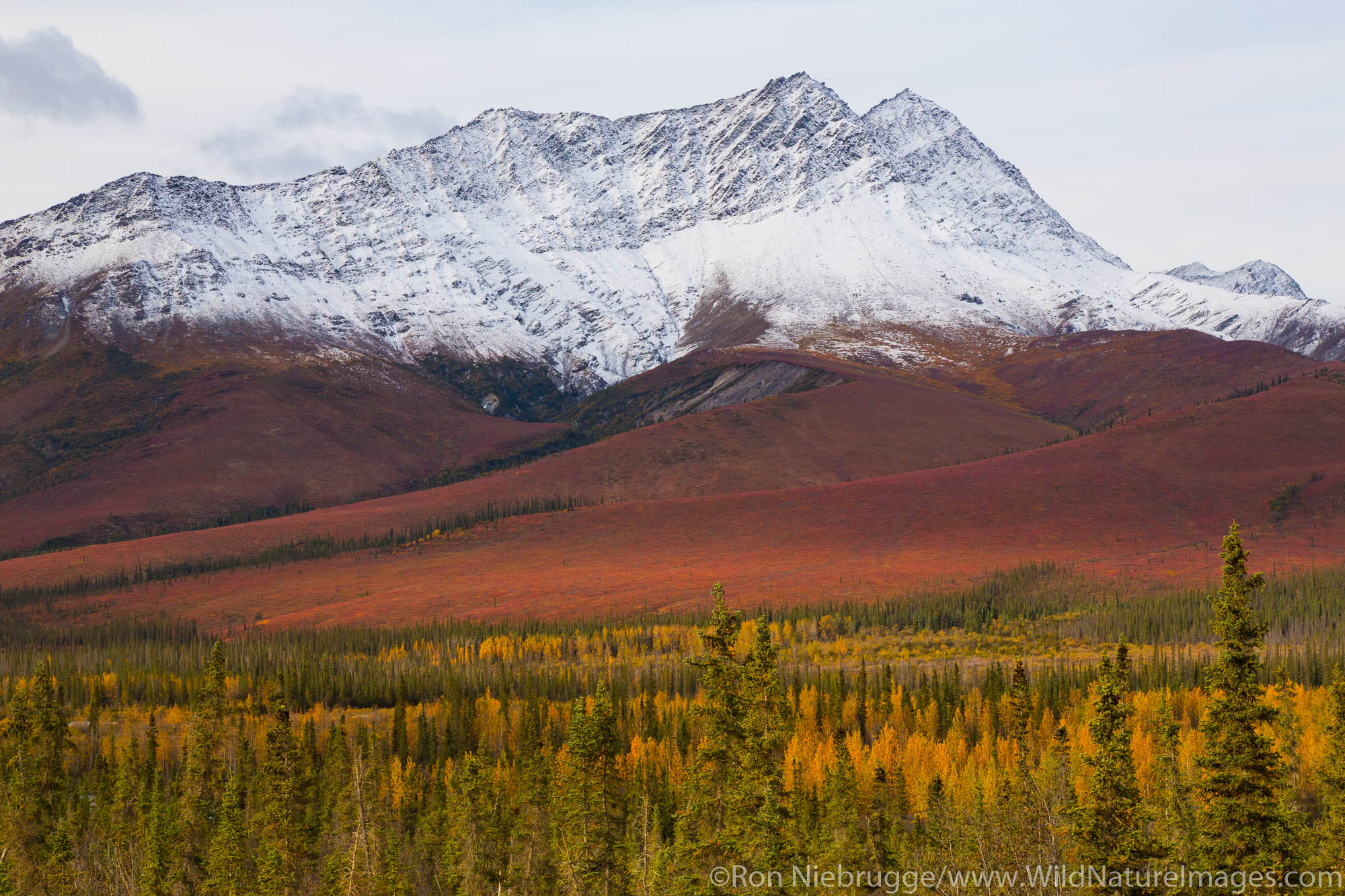 Autumn colors along the Dalton Highway Alaska.