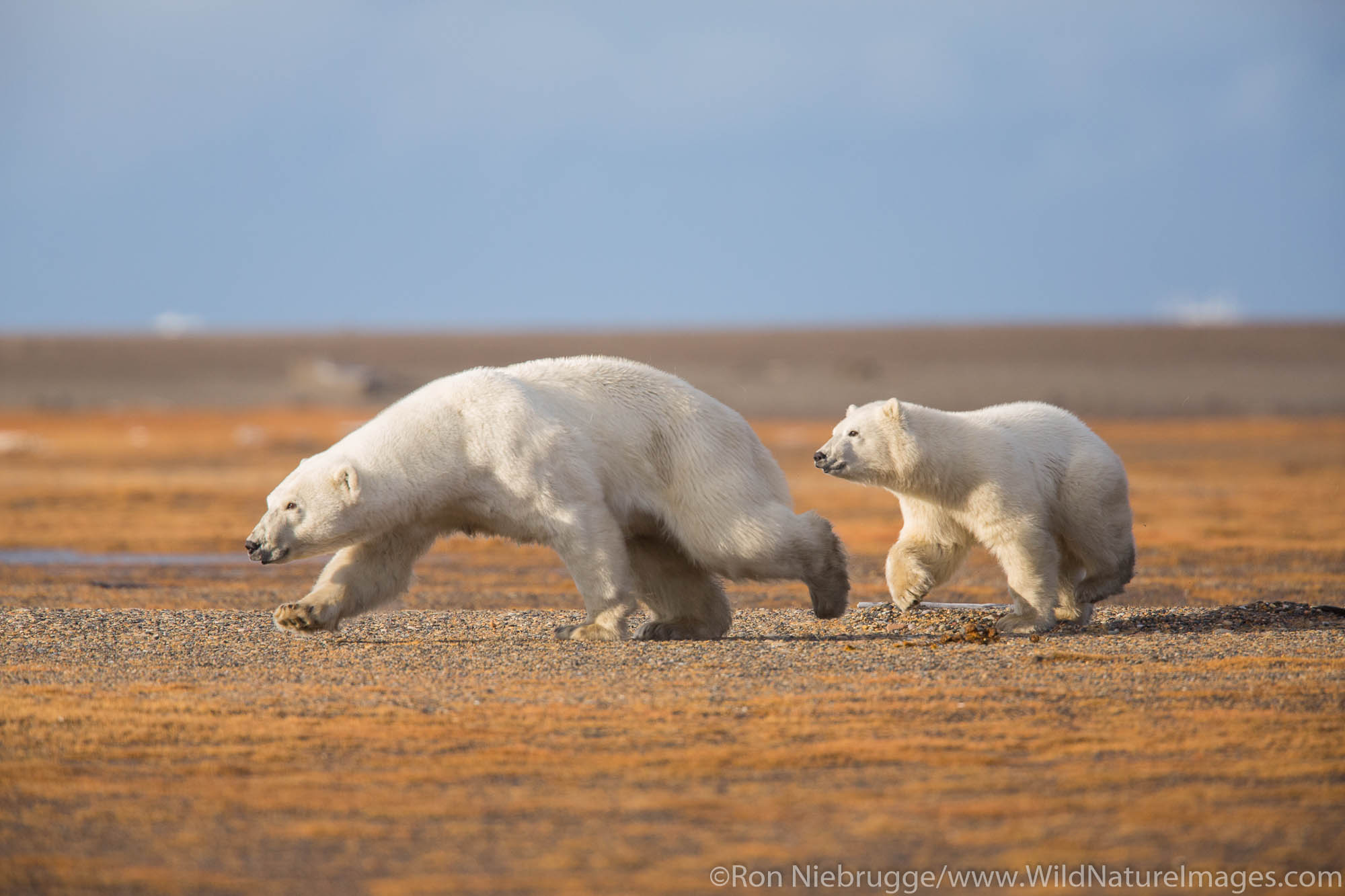 Polar bears (Ursus maritimus),  Arctic National Wildlife Refuge, Alaska.