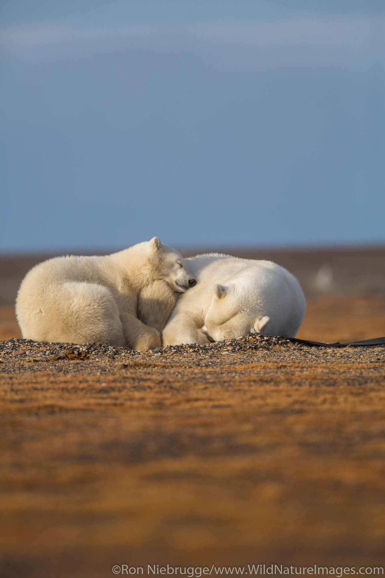 Polar bears (Ursus maritimus),  Arctic National Wildlife Refuge, Alaska.