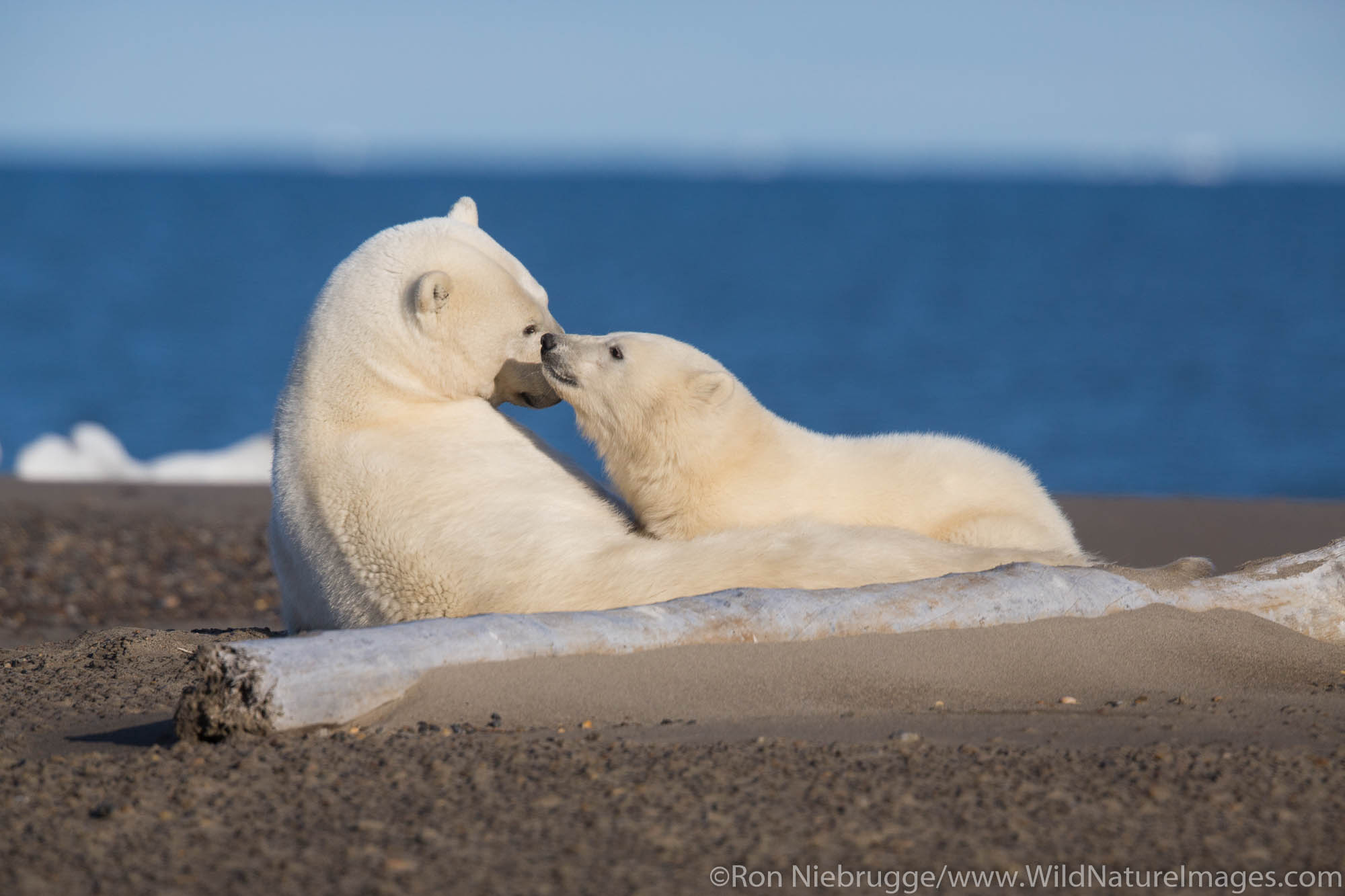 Polar bears (Ursus maritimus),  Arctic National Wildlife Refuge, Alaska.