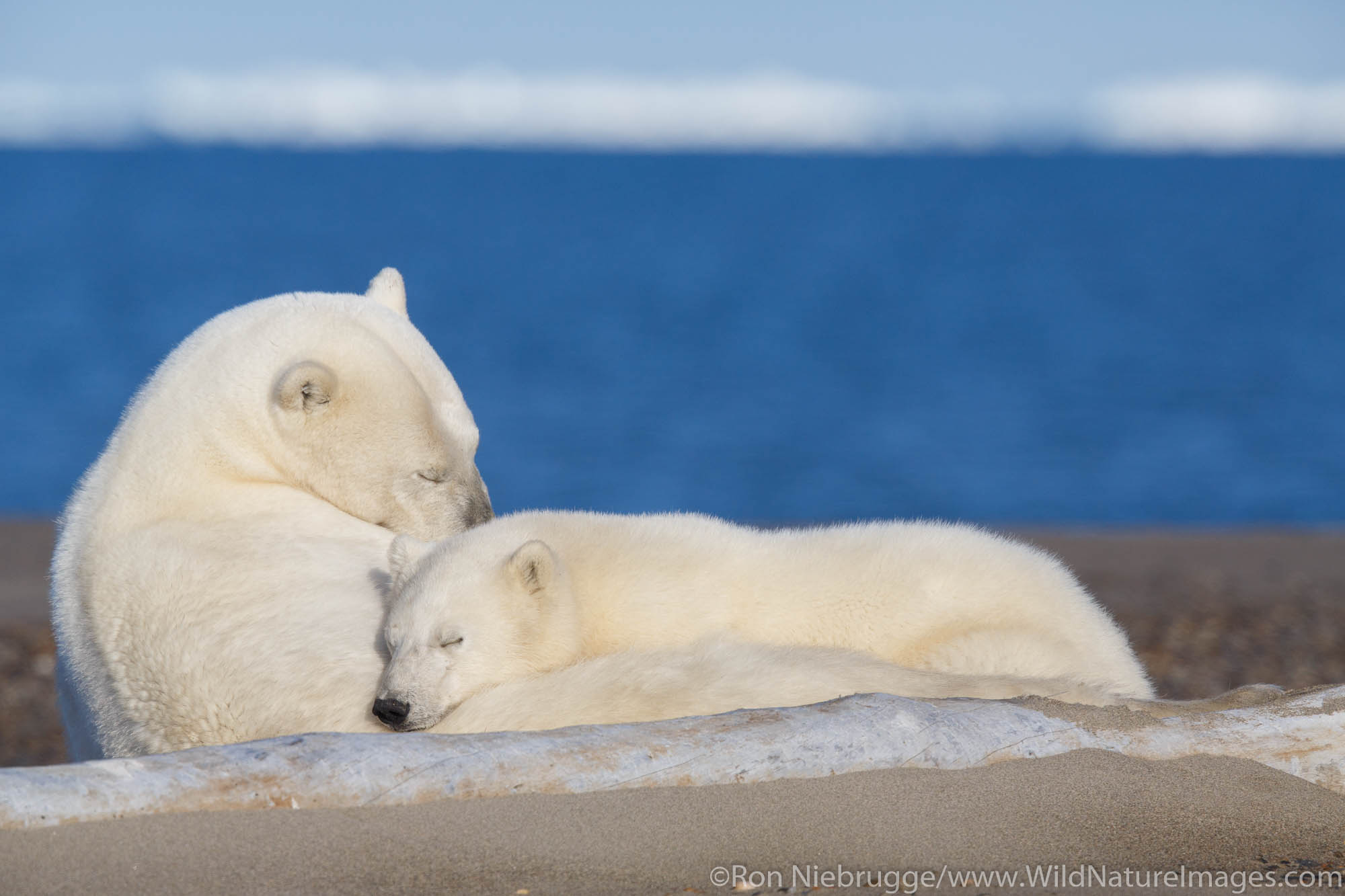 Polar bears (Ursus maritimus),  Arctic National Wildlife Refuge, Alaska.