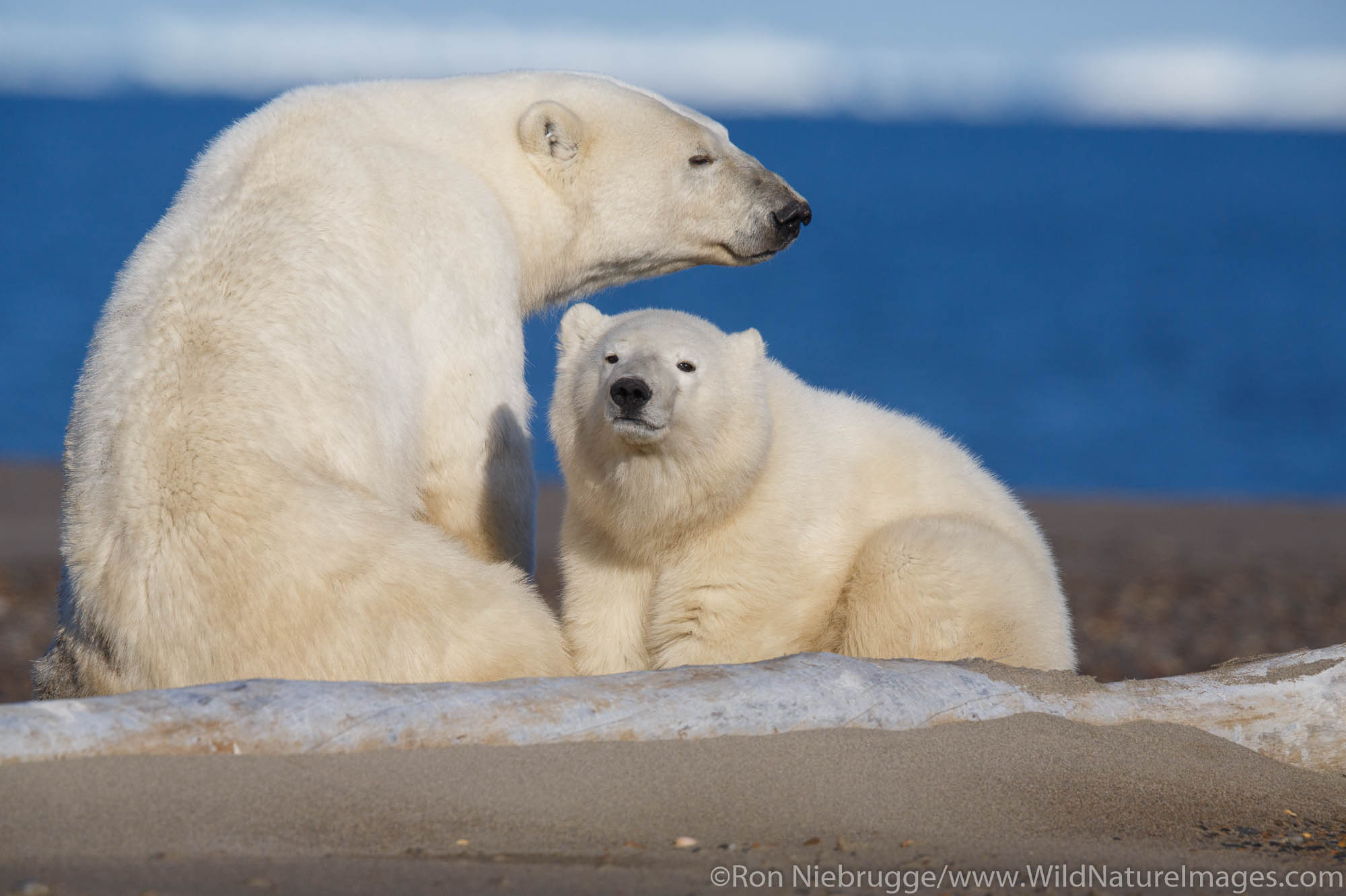 Polar bears (Ursus maritimus) Arctic National Wildlife Refuge Alaska.