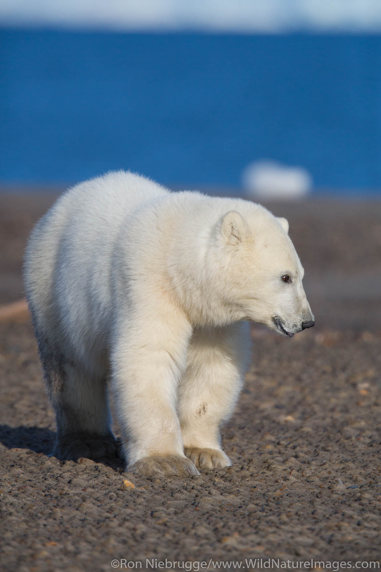 Polar bears (Ursus maritimus),  Arctic National Wildlife Refuge, Alaska.