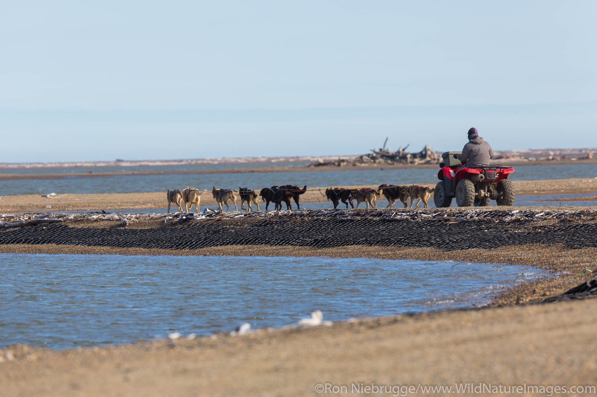 Ketil Reitan training his dog team,  Arctic National Wildlife Refuge, Alaska.