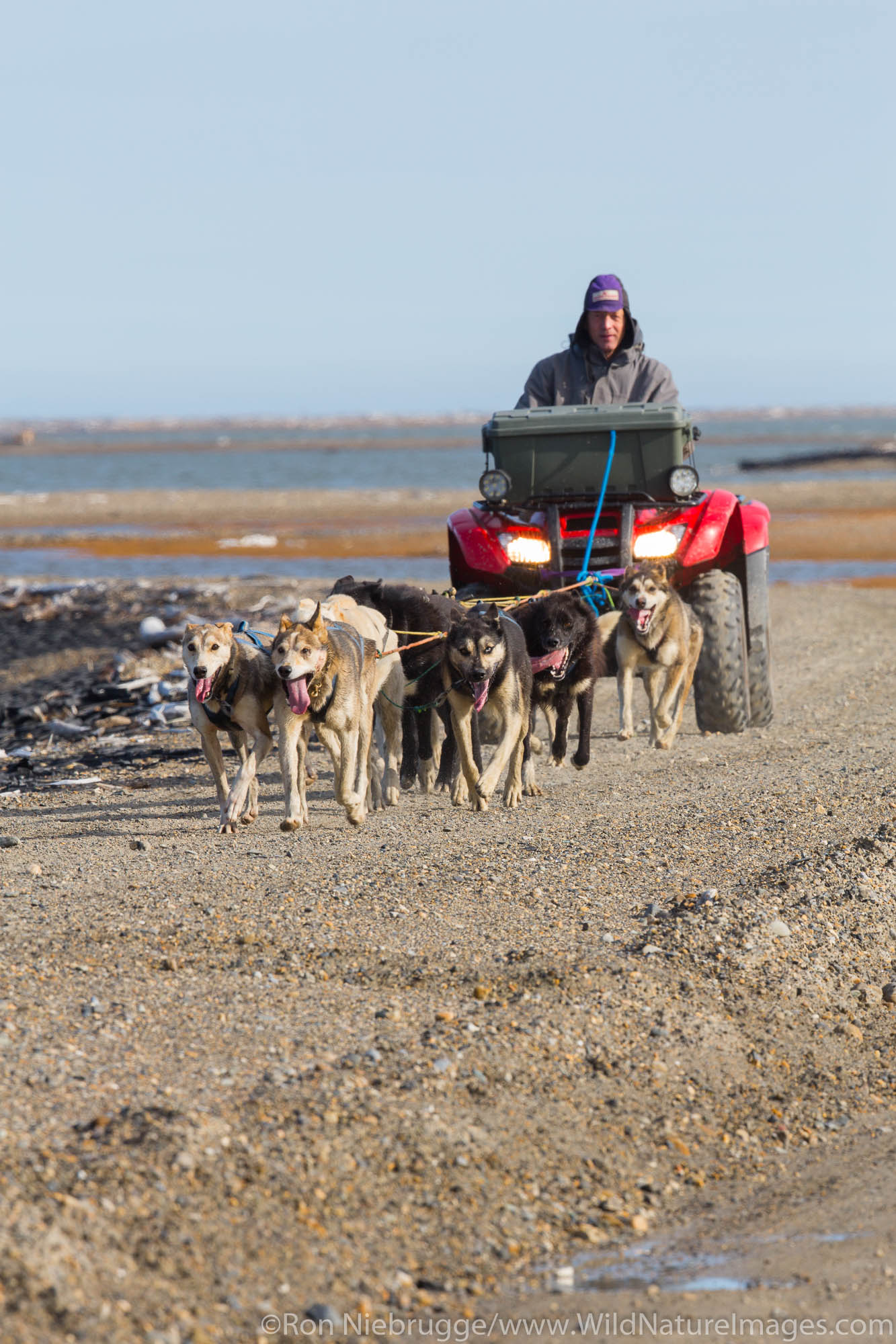 Ketil Reitan training his dog team,  Arctic National Wildlife Refuge, Alaska.