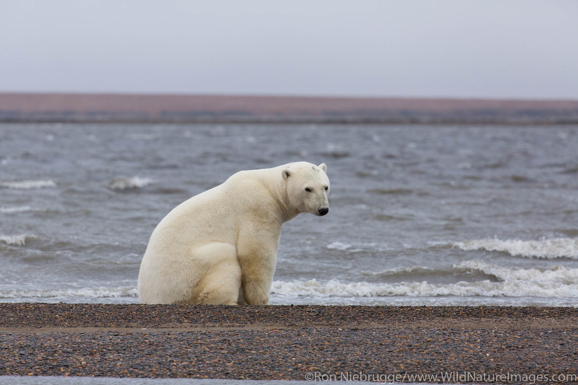 Polar bears (Ursus maritimus),  Arctic National Wildlife Refuge, Alaska.