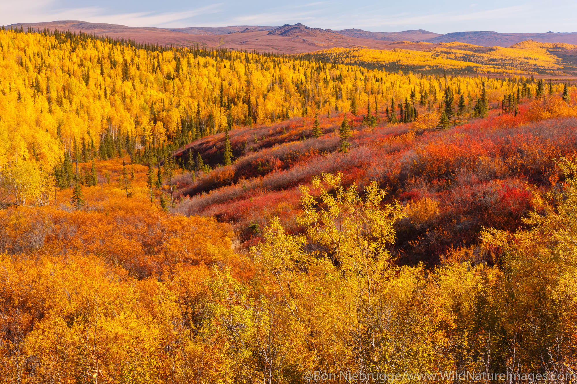 Autumn colors along the Dalton Highway, Alaska.