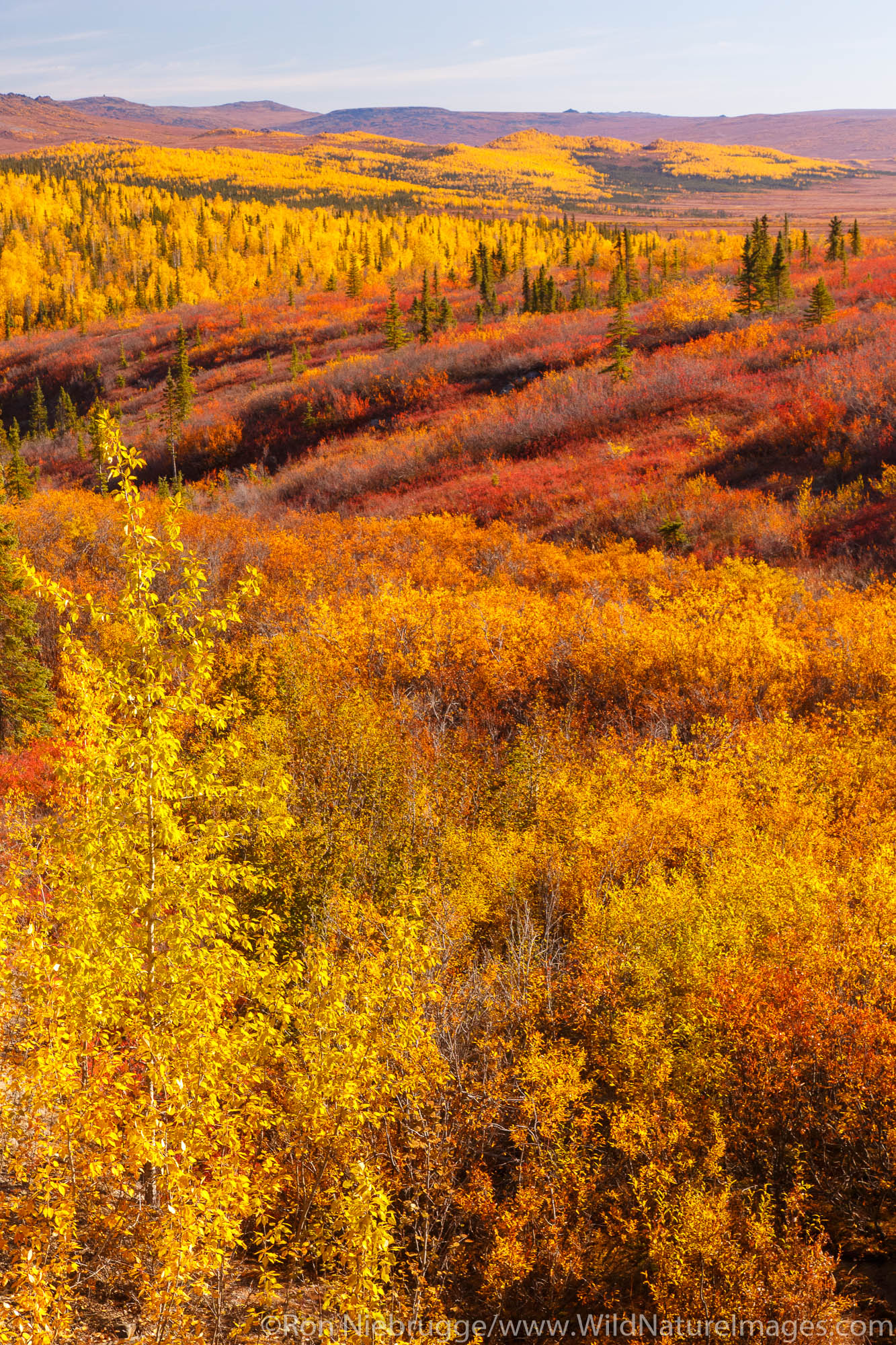 Autumn colors along the Dalton Highway Alaska.