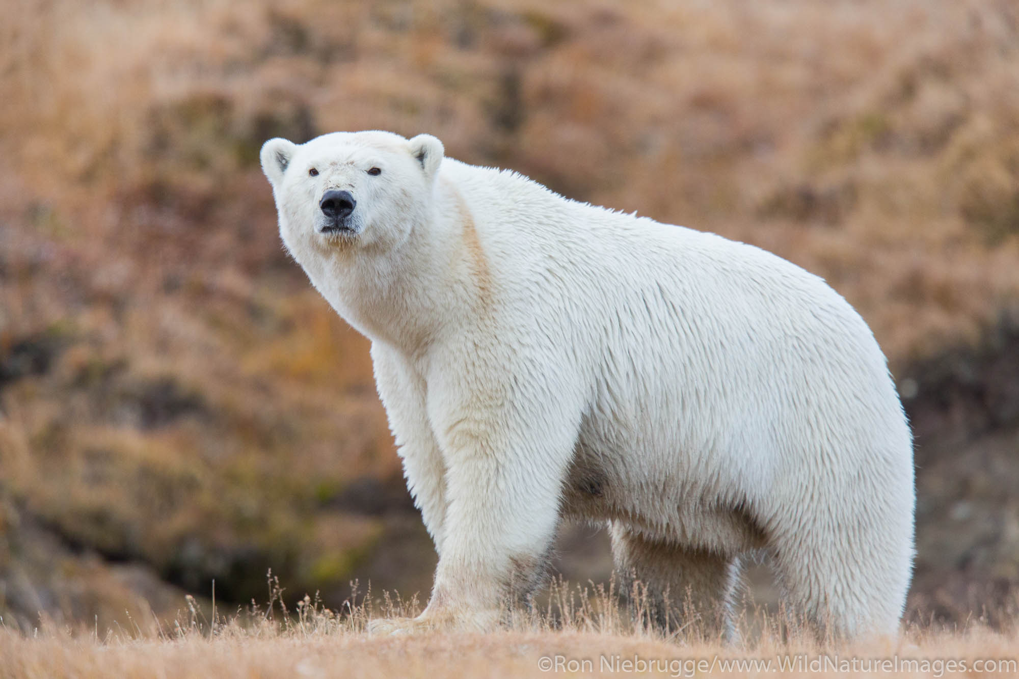 Polar bears (Ursus maritimus) Arctic National Wildlife Refuge Alaska.