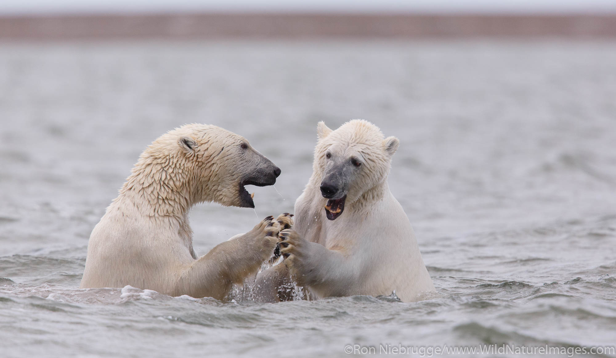 Polar bears (Ursus maritimus),  Arctic National Wildlife Refuge, Alaska.