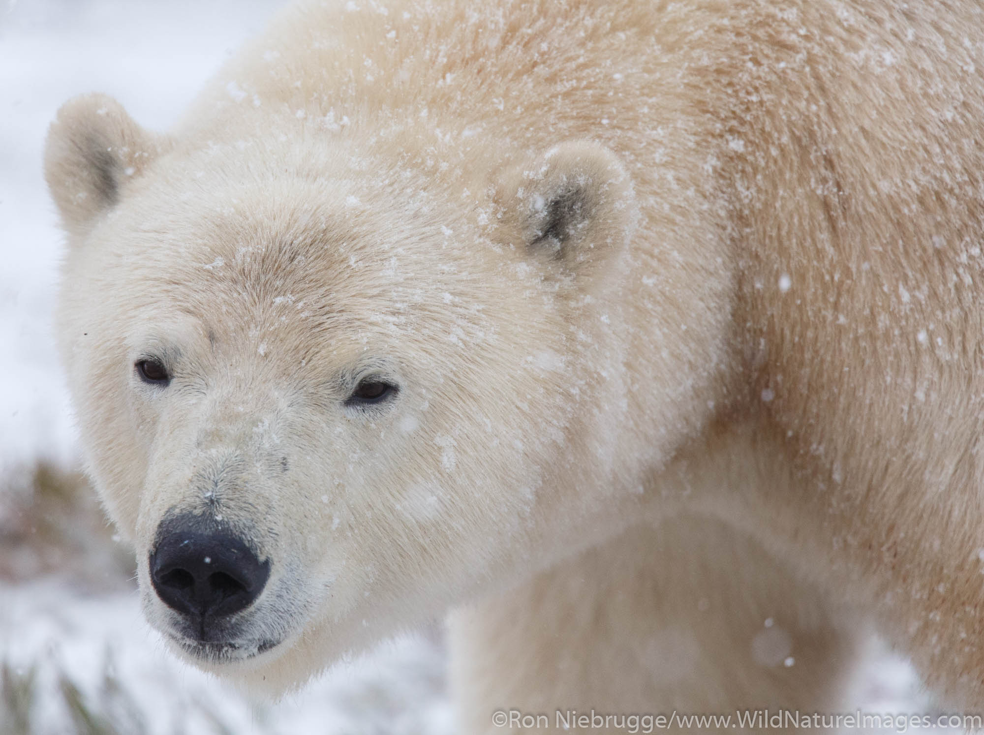 Polar bears (Ursus maritimus) Arctic National Wildlife Refuge Alaska.