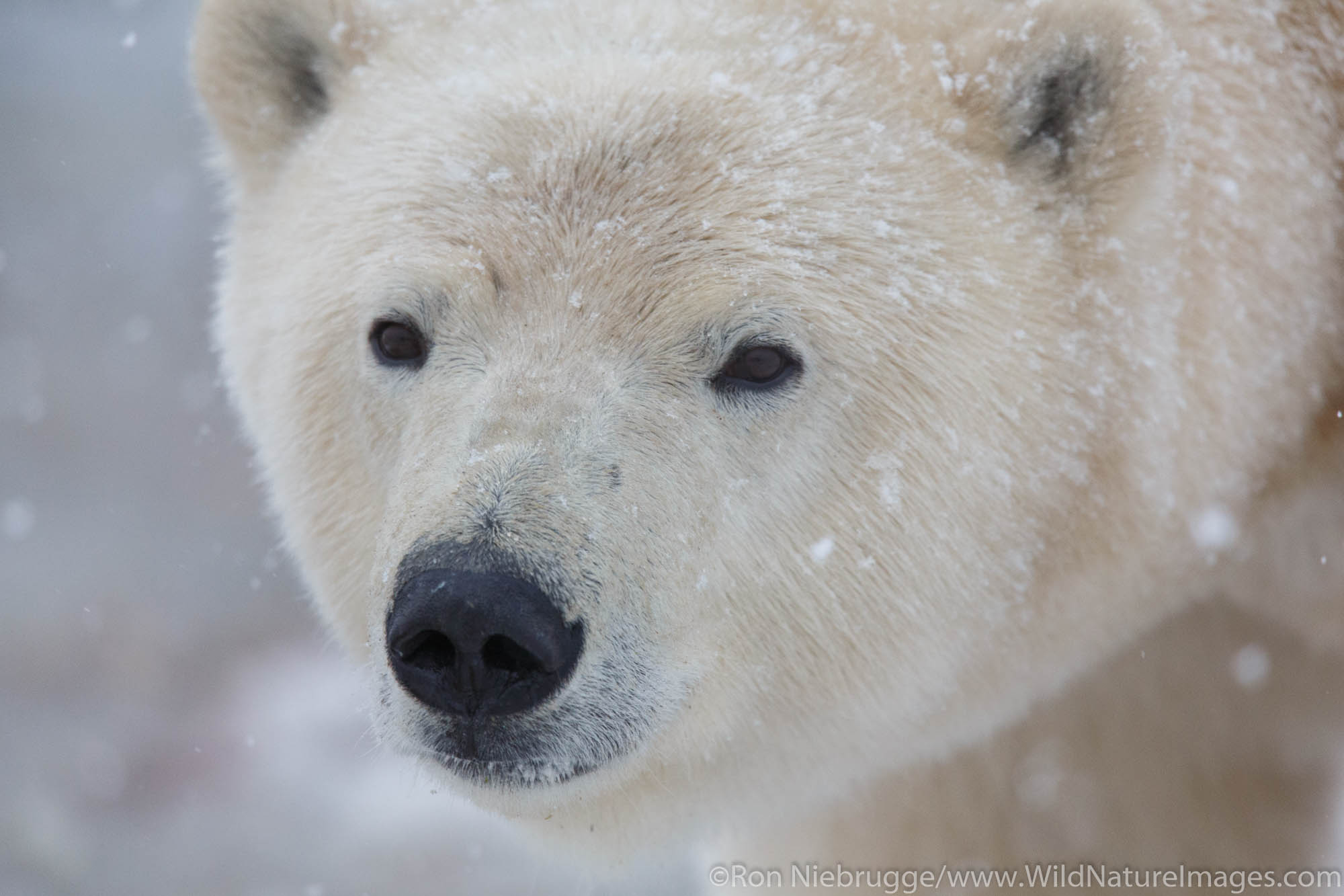 Polar bears (Ursus maritimus) Arctic National Wildlife Refuge Alaska.