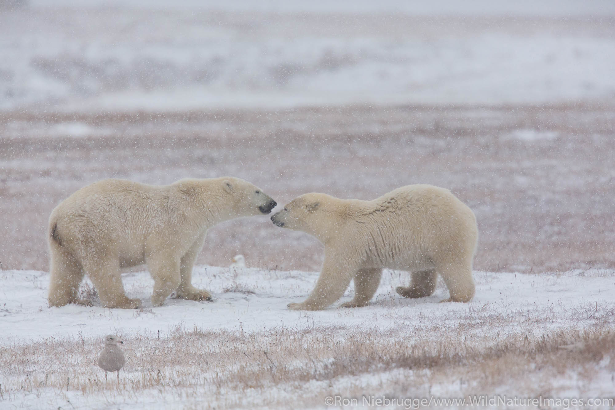 Polar bears (Ursus maritimus),  Arctic National Wildlife Refuge, Alaska.