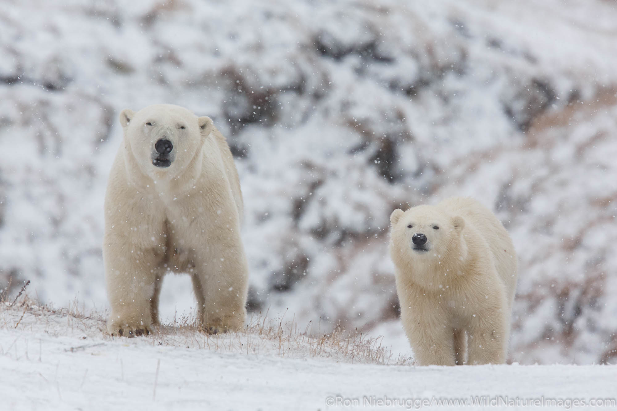 Polar bears (Ursus maritimus),  Arctic National Wildlife Refuge, Alaska.