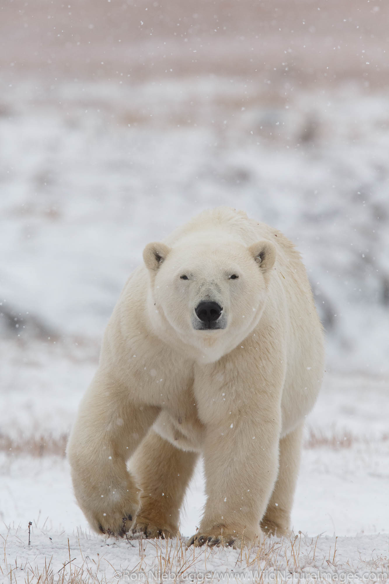 Polar bears (Ursus maritimus) Arctic National Wildlife Refuge Alaska.