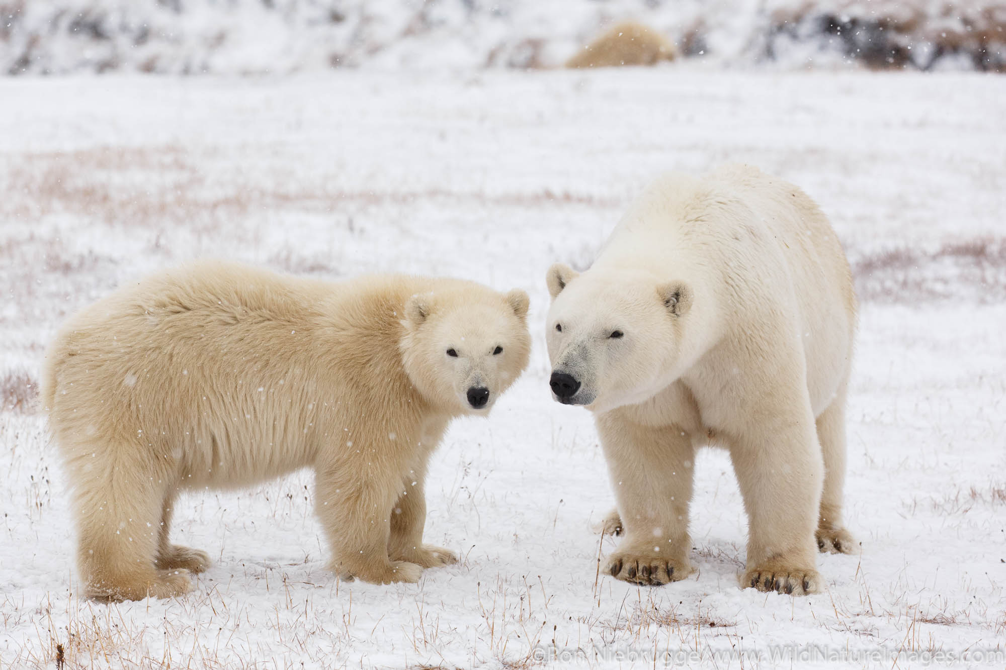 Polar bears (Ursus maritimus),  Arctic National Wildlife Refuge, Alaska.