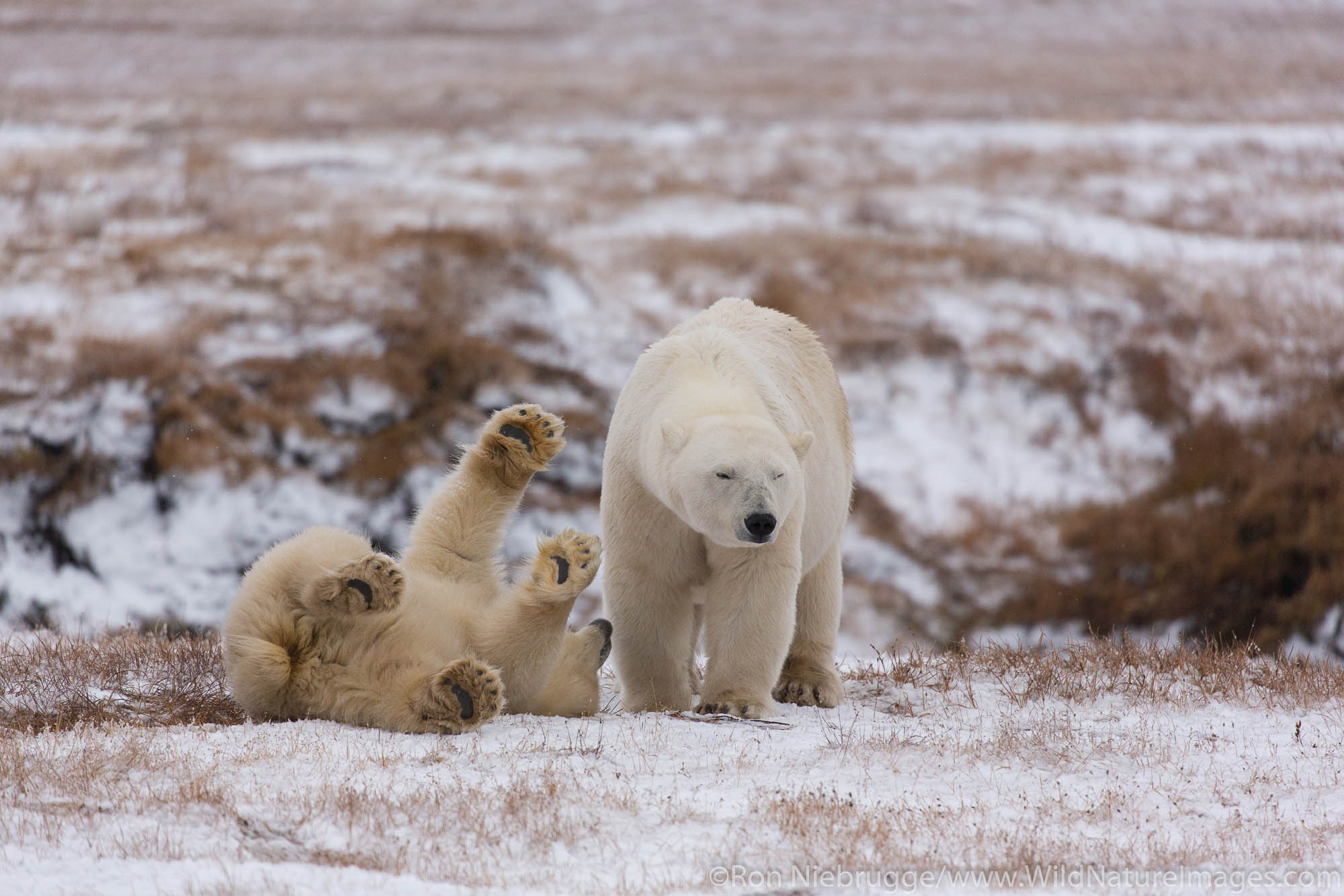 Polar bears (Ursus maritimus),  Arctic National Wildlife Refuge, Alaska.