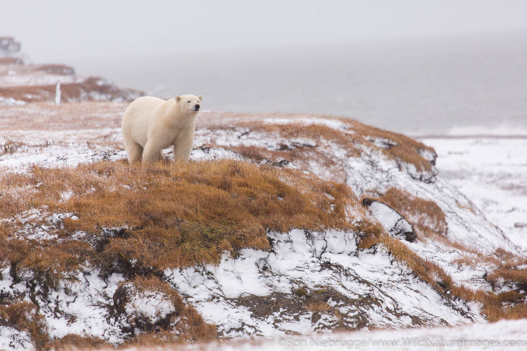 Polar bears (Ursus maritimus),  Arctic National Wildlife Refuge, Alaska.