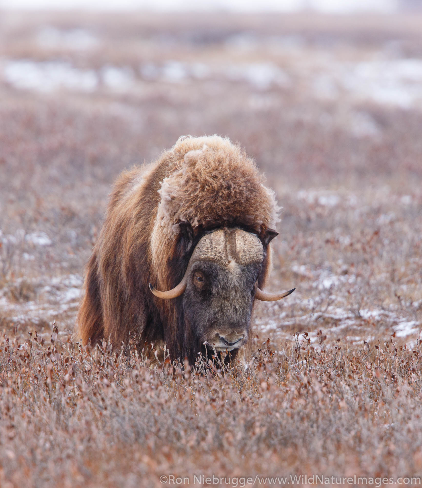Muskox near the Dalton Highway Alaska.