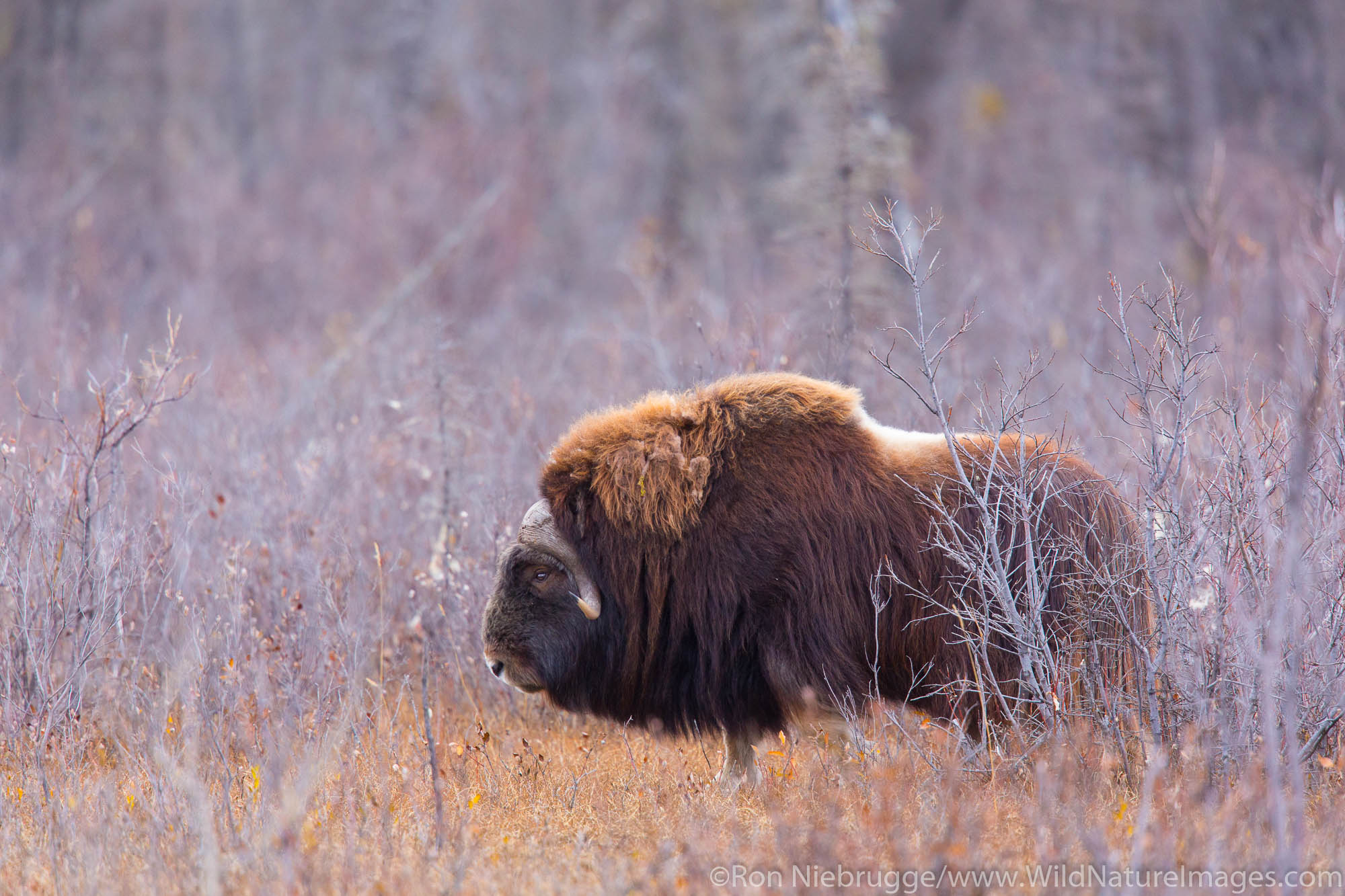 Muskox along the Dalton Highway Alaska.