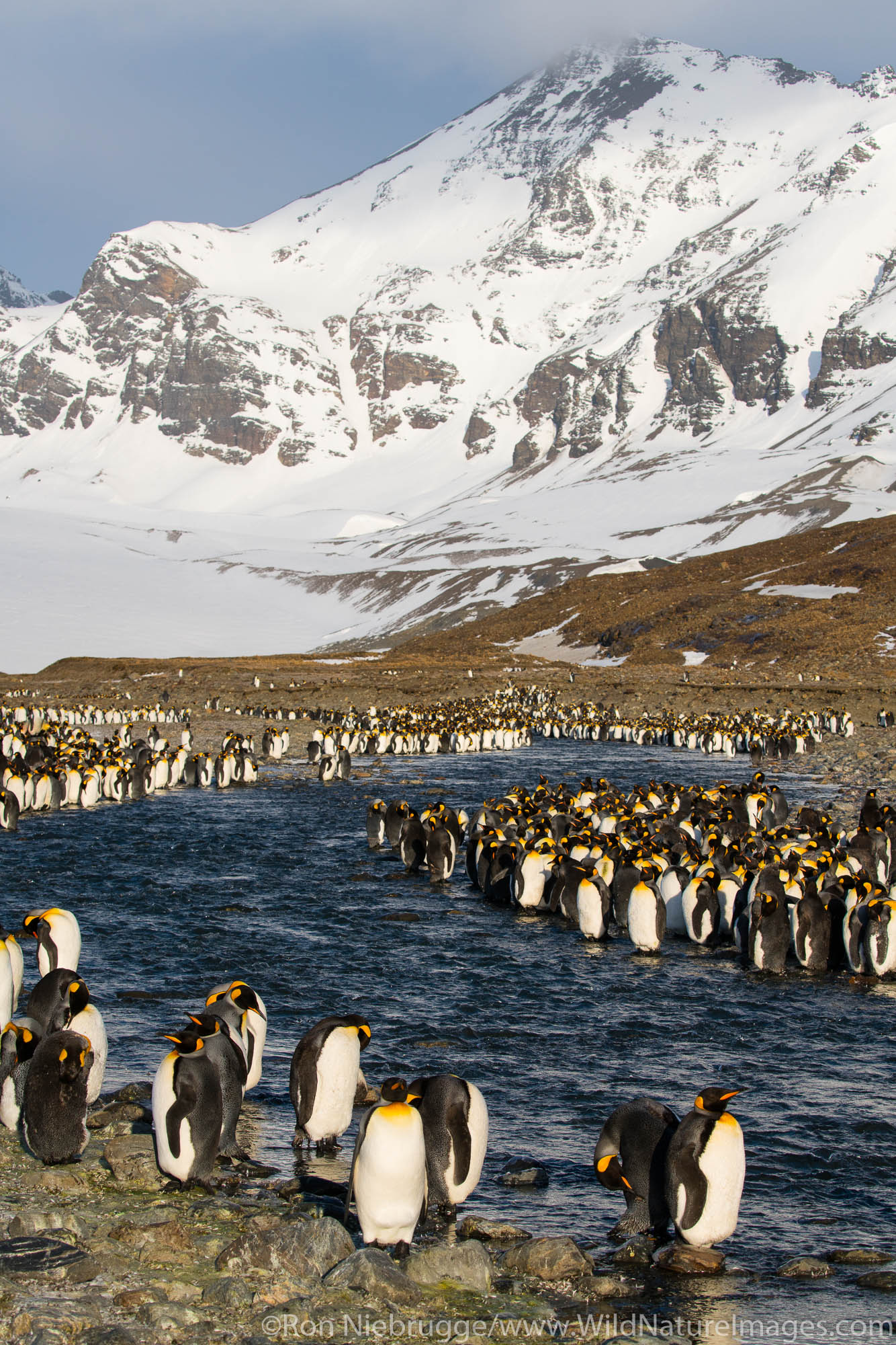 King penguins at St. Andrews Bay, South Georgia, Antarctica.