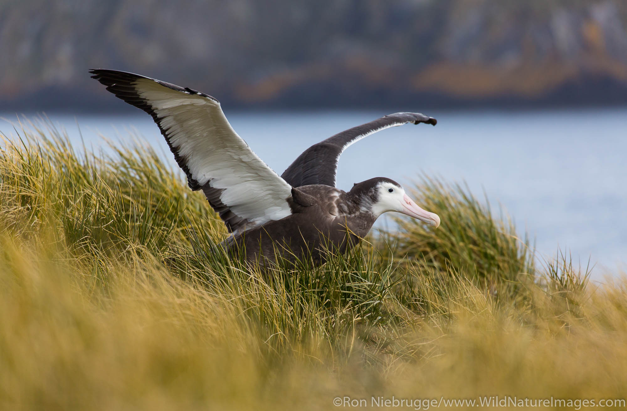 Wandering Albatross, Prion Island, South Georgia, Antarctica.