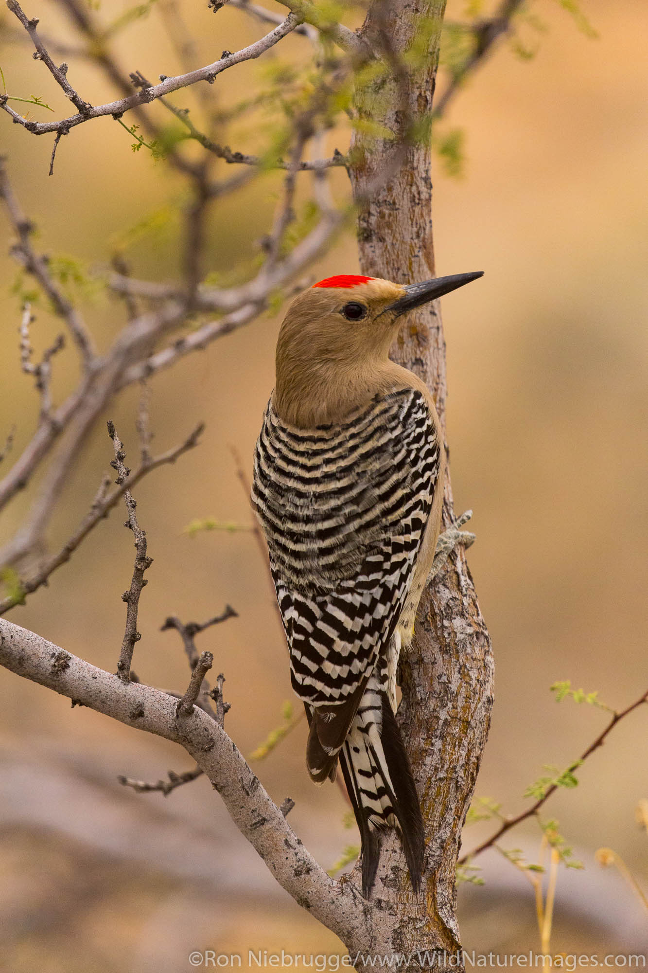 Gila Woodpecker&lt; McDowell Mountain Regional Park, Near Fountain Hills and East of Phoenix, Arizona.