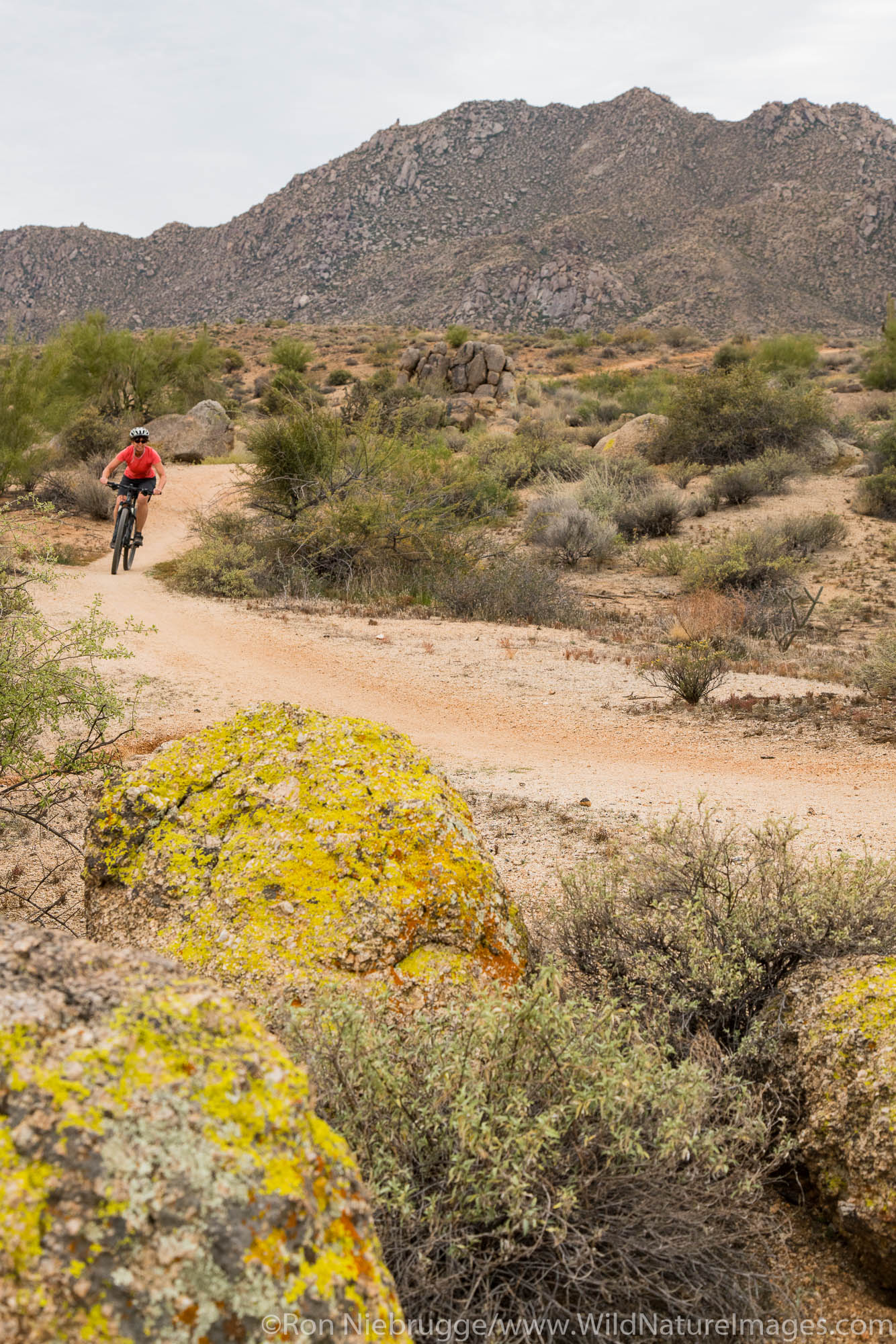 Mountain Biking, McDowell Mountain Regional Park, Near Fountain Hills and East of Phoenix, Arizona.