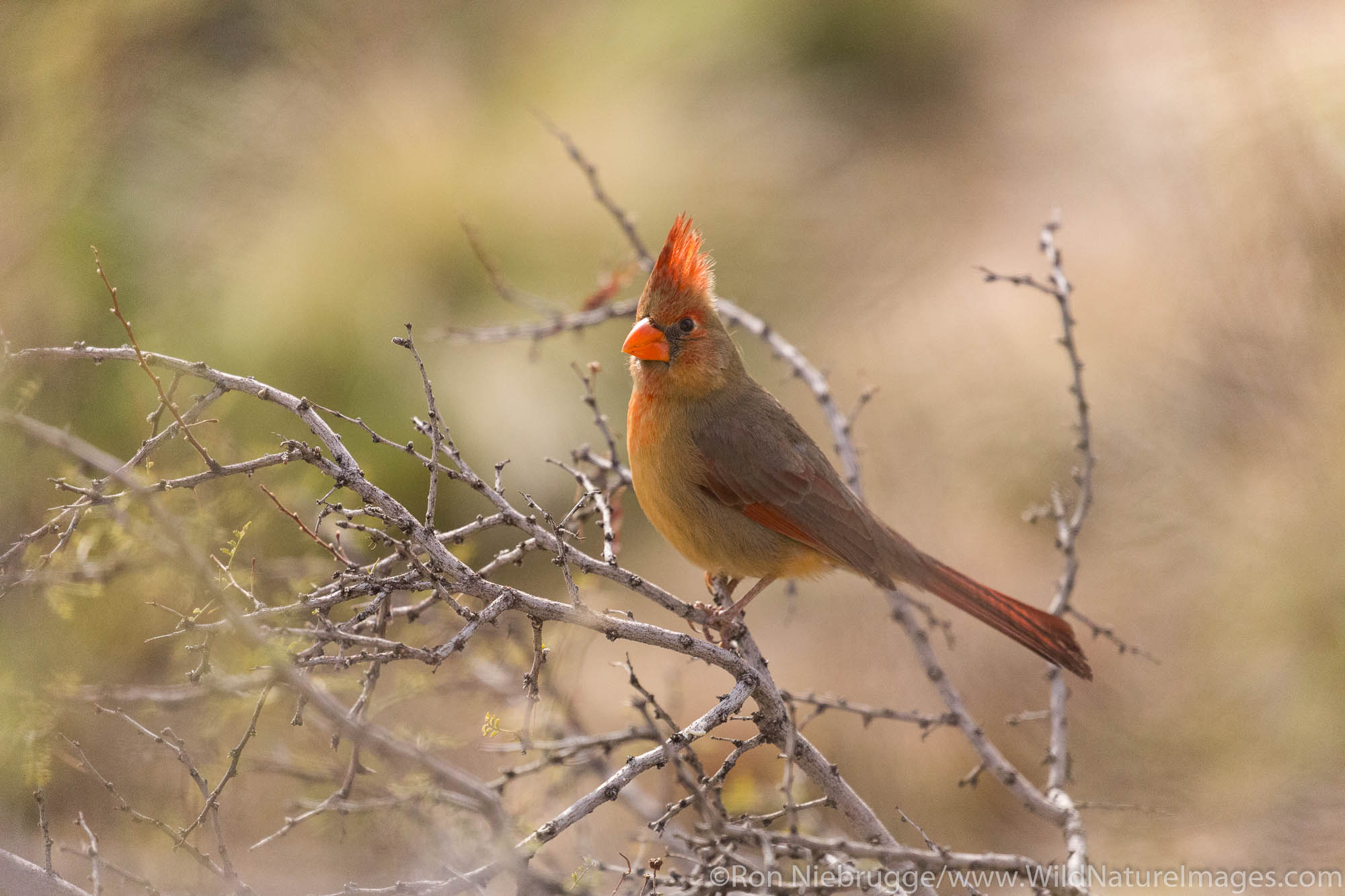 Northern Cardinal, McDowell Mountain Regional Park, Near Fountain Hills and East of Phoenix, Arizona.