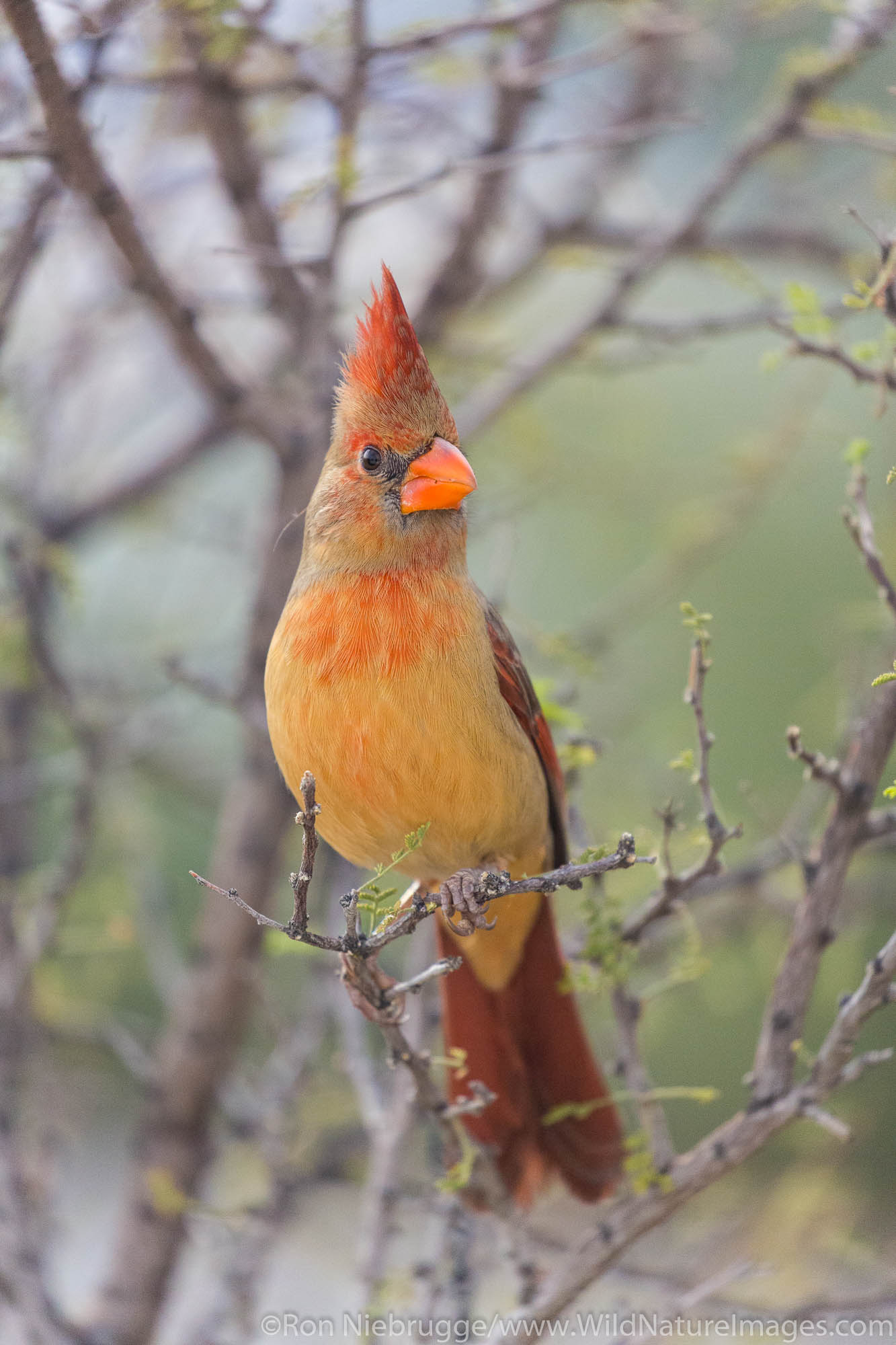 Northern Cardinal, McDowell Mountain Regional Park, Near Fountain Hills and East of Phoenix, Arizona.