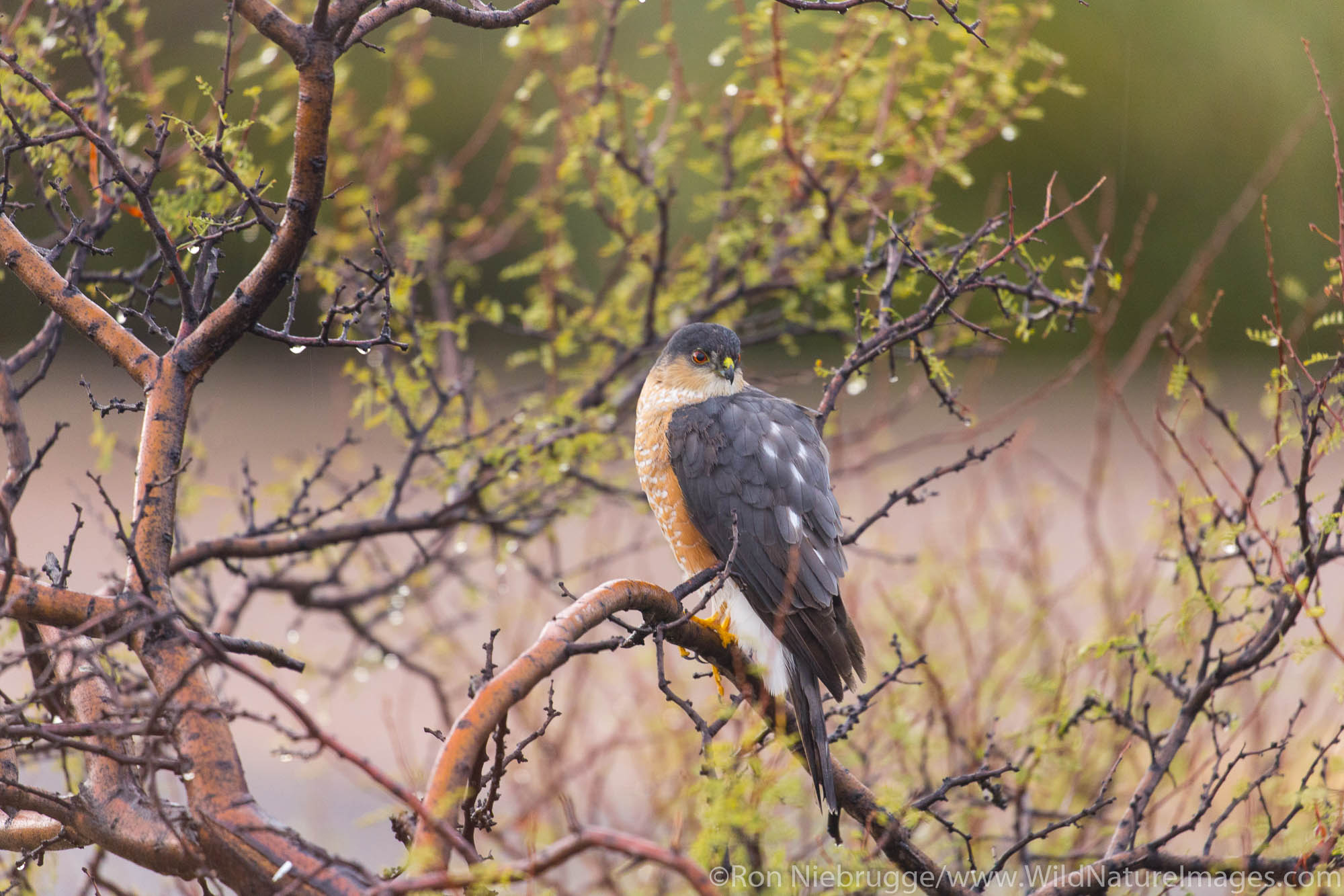 Sharp-shinned Hawk, McDowell Mountain Regional Park, Near Fountain Hills and East of Phoenix, Arizona.