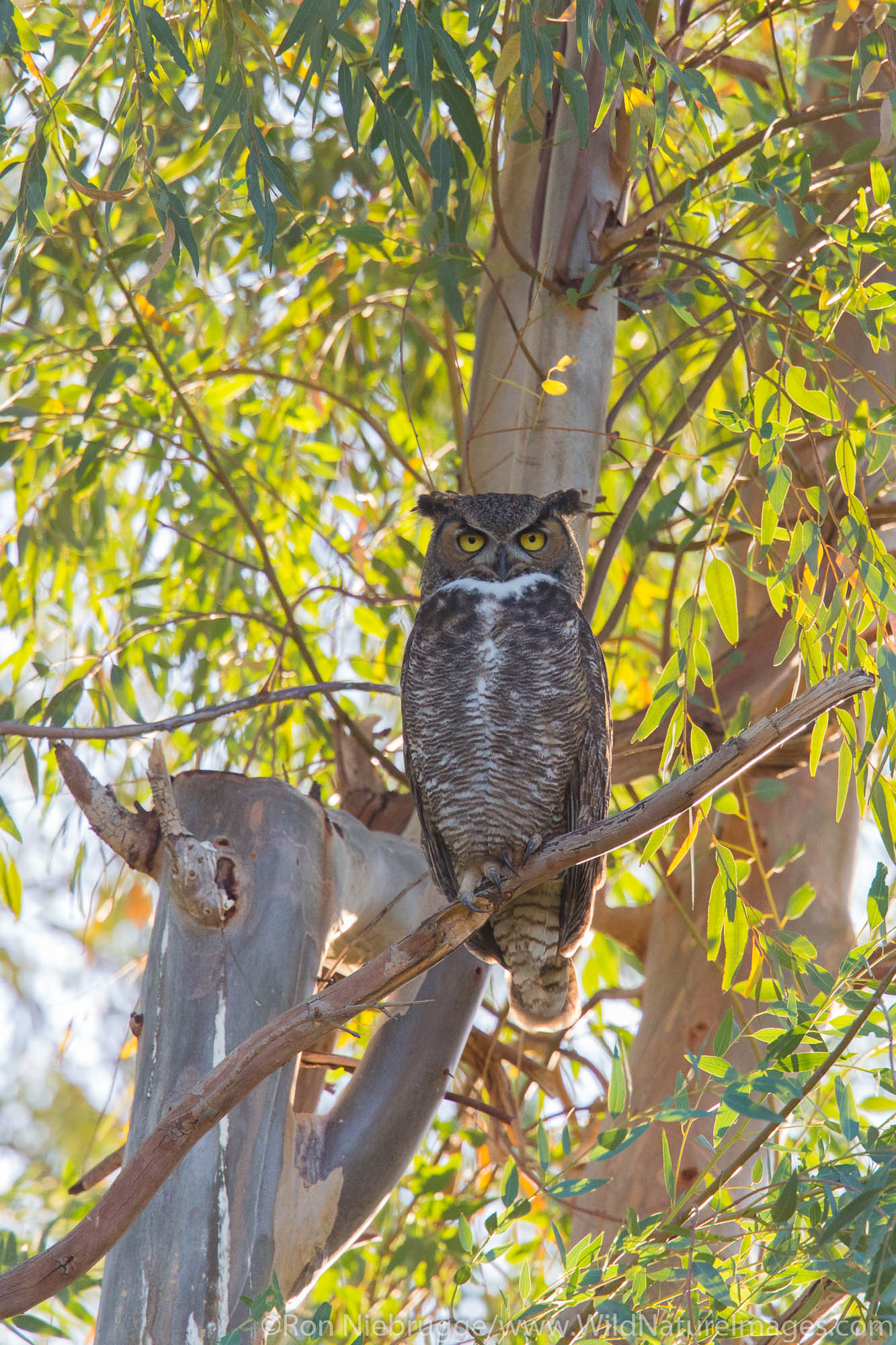 Great-horned owl, Borrego Springs, California.