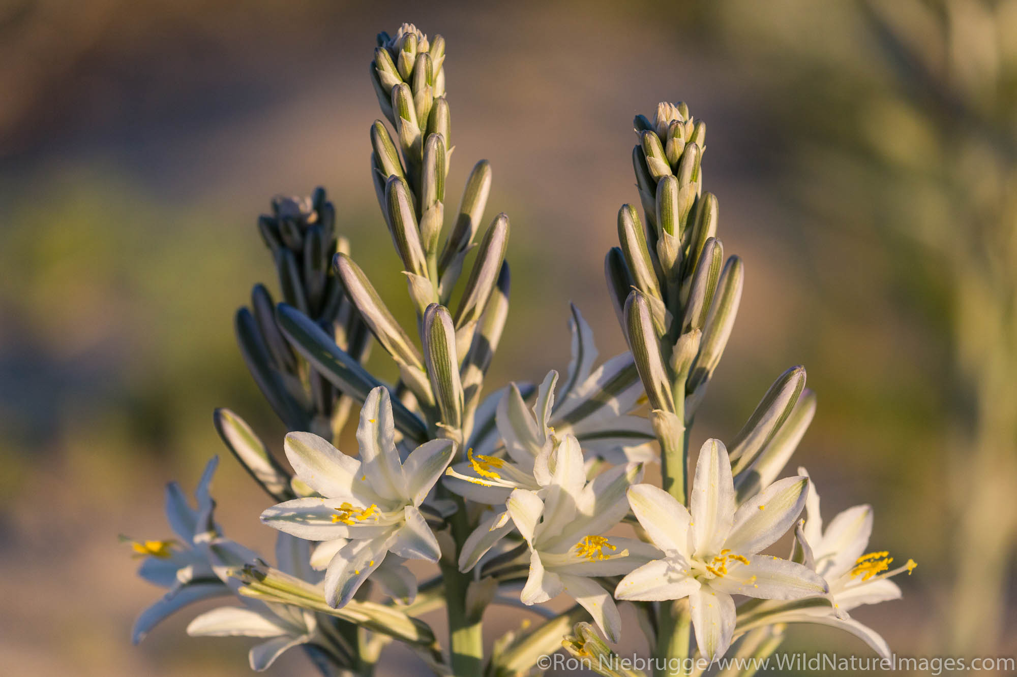 Desert lily, Anza-Borrego Desert State Park, California.