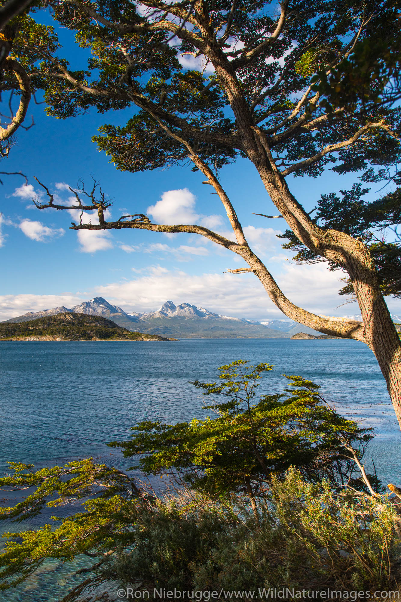 Tierra del Fuego National Park, Ushuaia, Argentina.