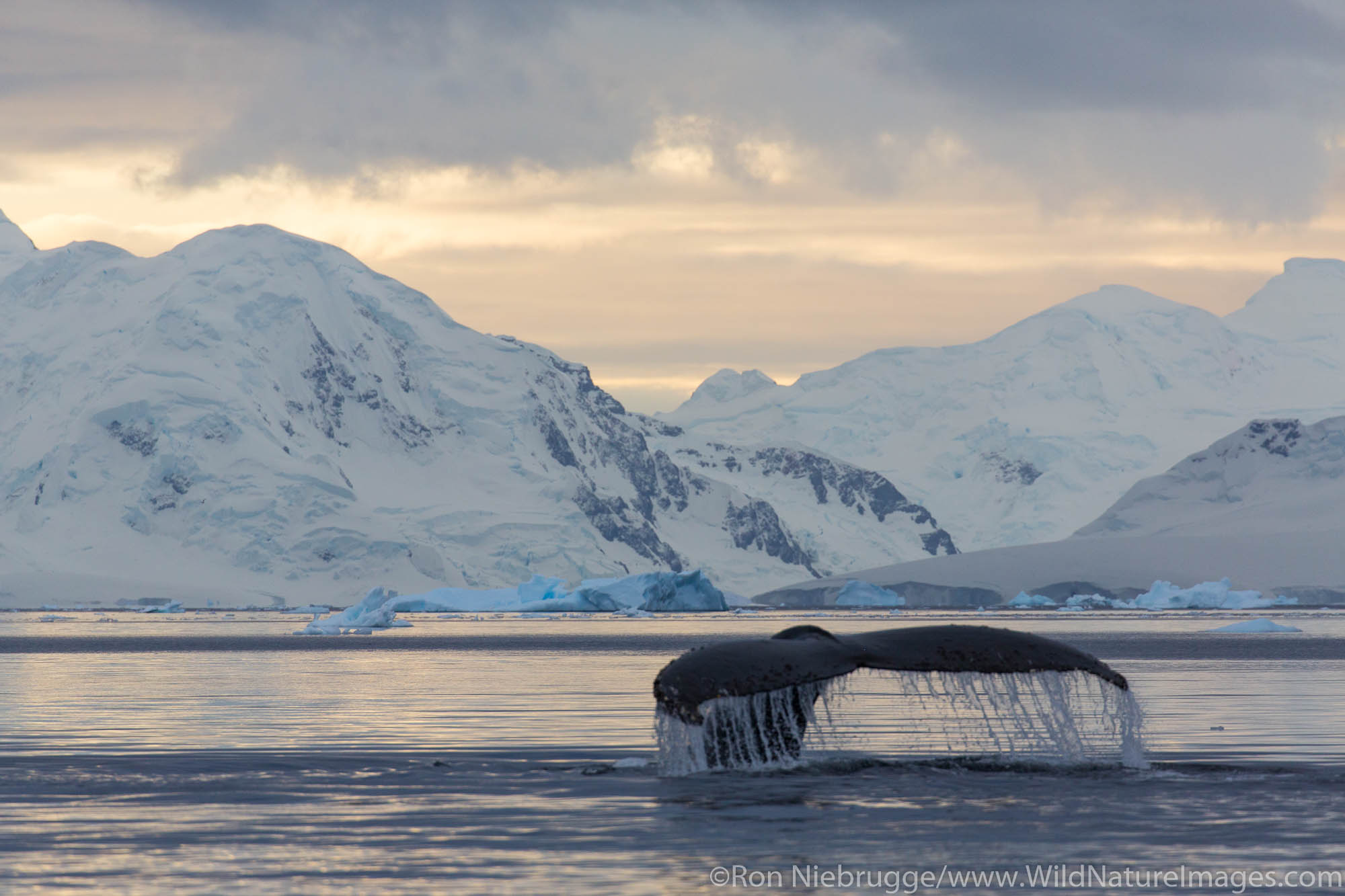 Humpback Whale in Wilhelmina Bay, Antarctica.
