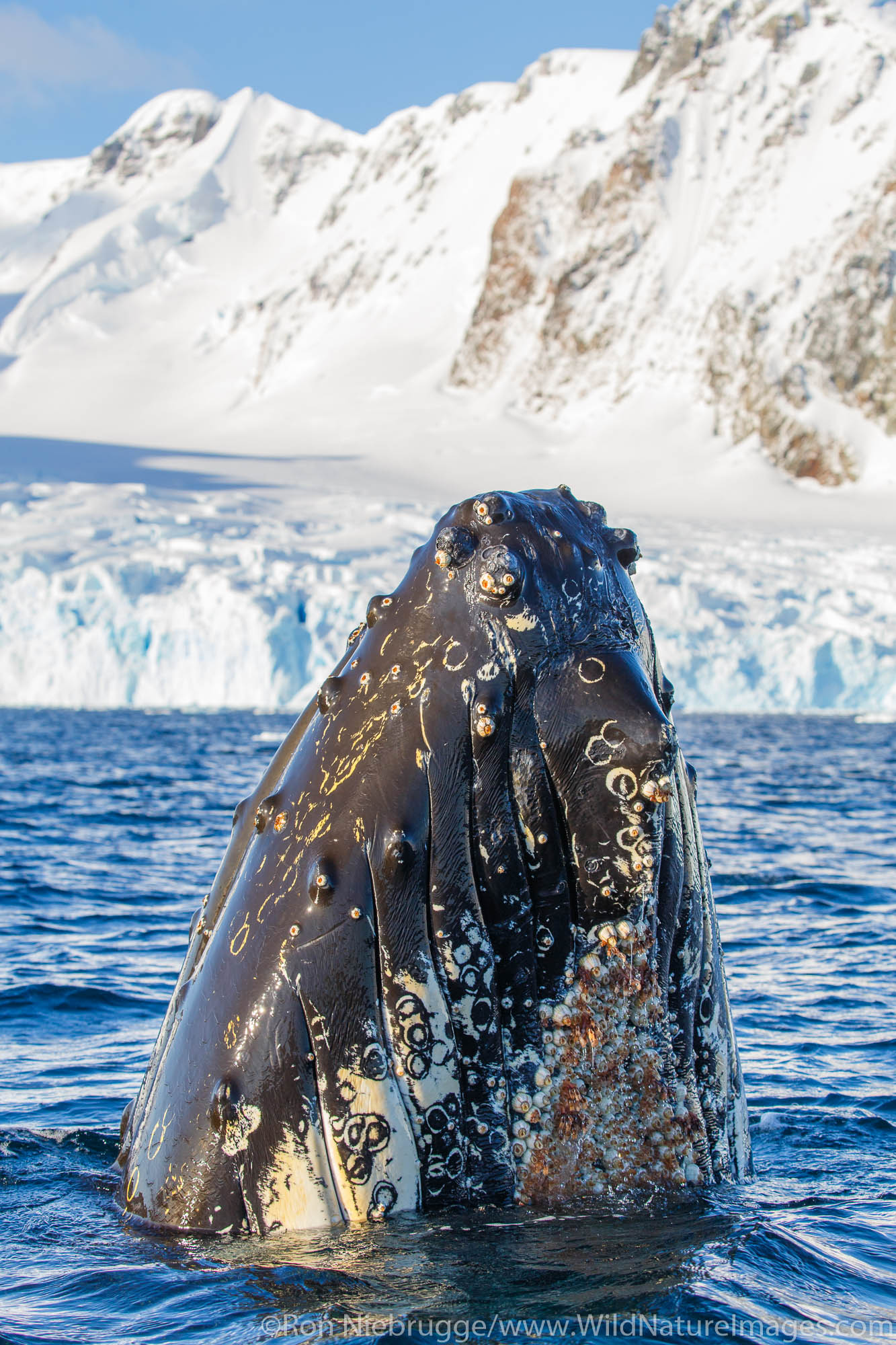 Humpback whales, Lemaire Channel, Antarctica.
