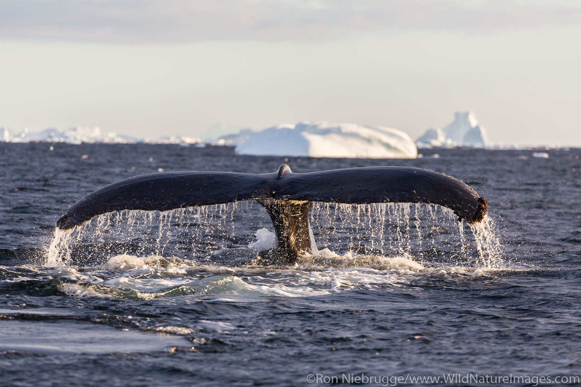 Humpback whales, Lemaire Channel, Antarctica.