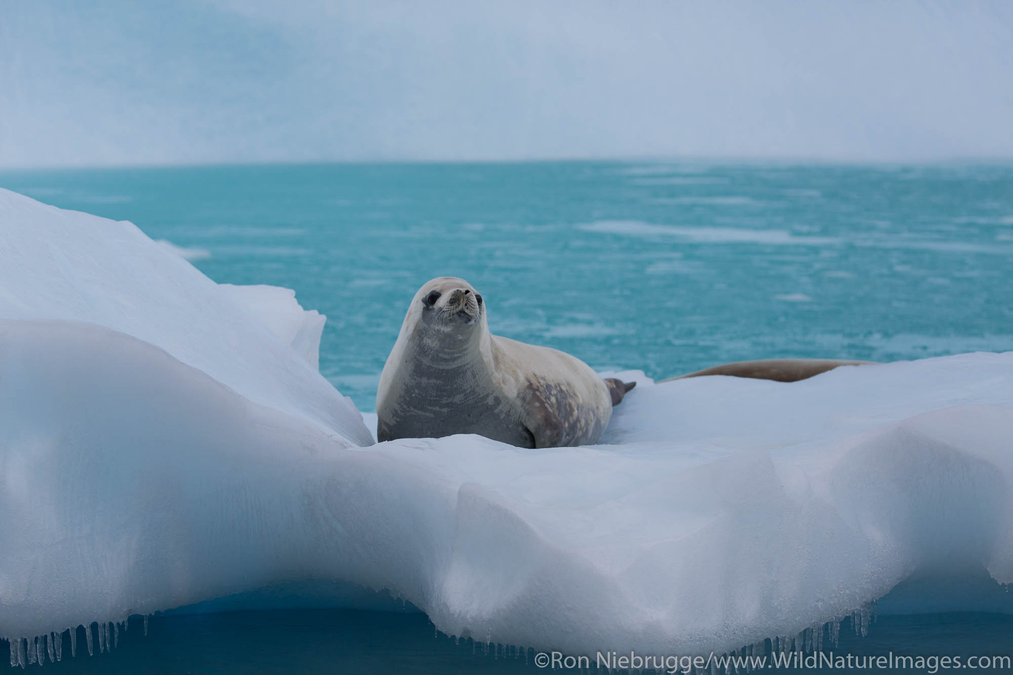 Crabeater Seal, Cuverville Island, Antarctica.