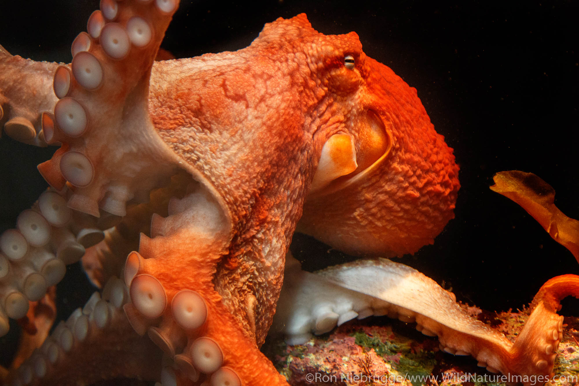 Giant Pacific Octopus, Alaska SeaLife Center, Seward, Alaska.